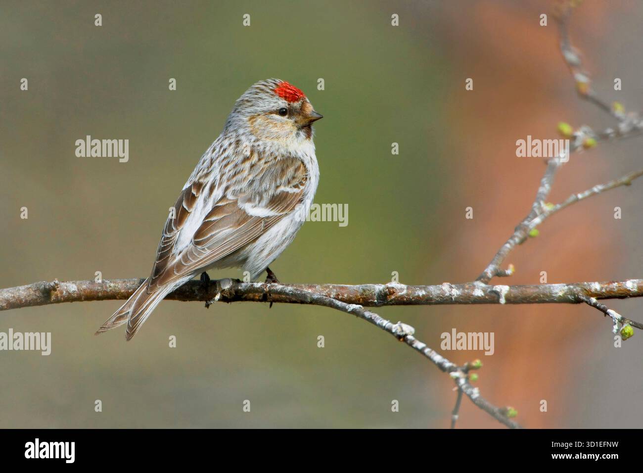 arktis-Rotpoll, Horen-Rotpoll (Carduelis hornemanni, Acanthis hornemanni), sitzend auf einem Ast, Finnland, Lappland, Inari Stockfoto