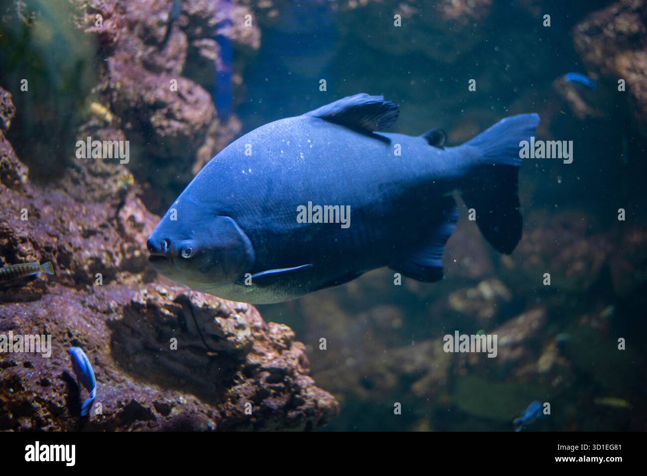 Colossoma macropomum ist eine Art von Süßwasser-Rochenflossen-Fischen aus der Unterfamilie Serrasalminae, der Familie Characidae, der einzigen Art der Gattung C Stockfoto