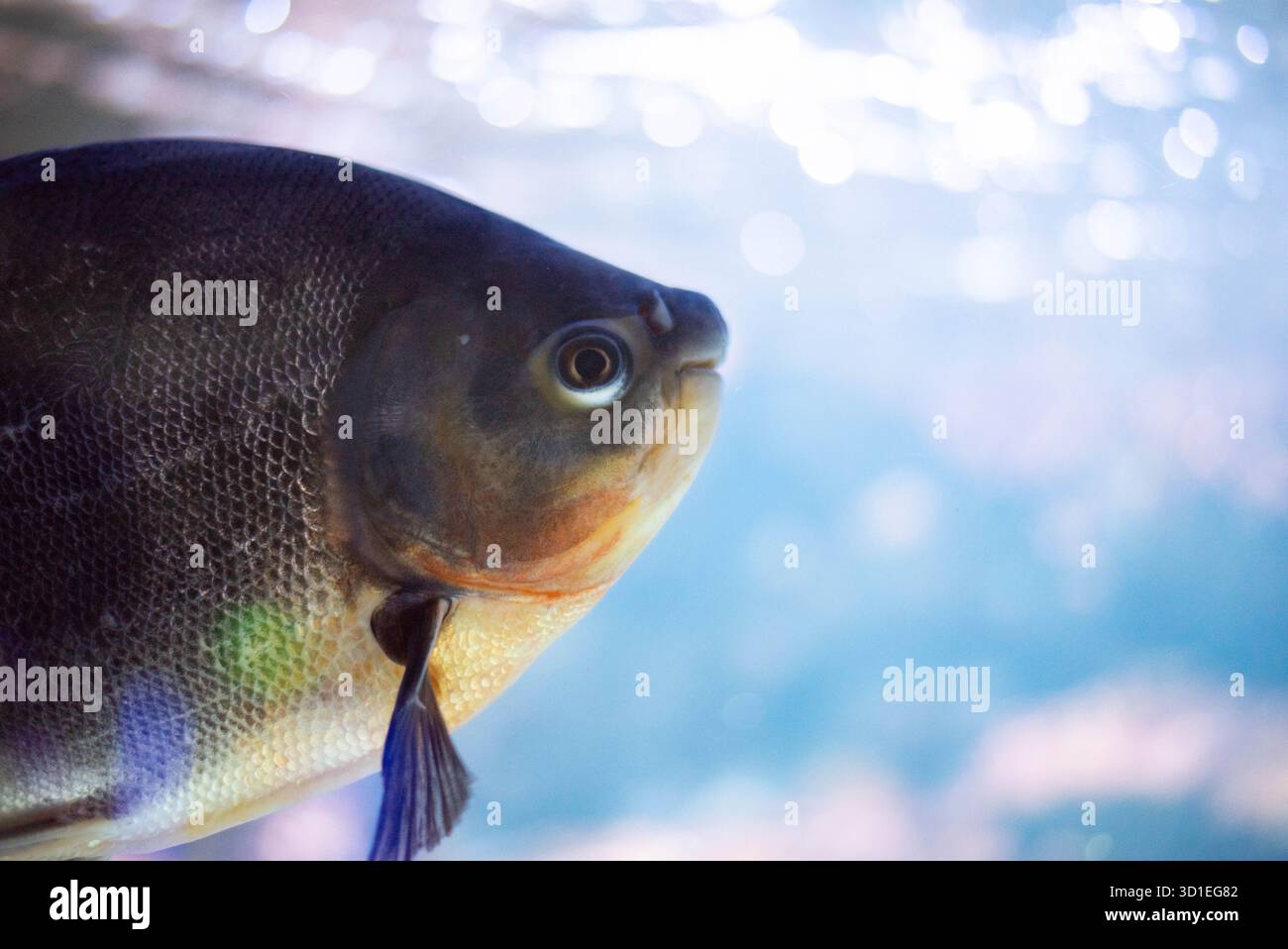 Colossoma macropomum ist eine Art von Süßwasser-Rochenflossen-Fischen aus der Unterfamilie Serrasalminae, der Familie Characidae, der einzigen Art der Gattung C Stockfoto