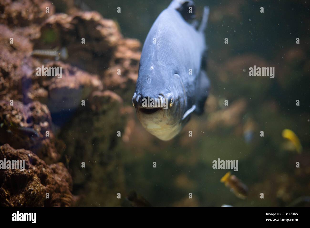 Colossoma macropomum ist eine Art von Süßwasser-Rochenflossen-Fischen aus der Unterfamilie Serrasalminae, der Familie Characidae, der einzigen Art der Gattung C Stockfoto