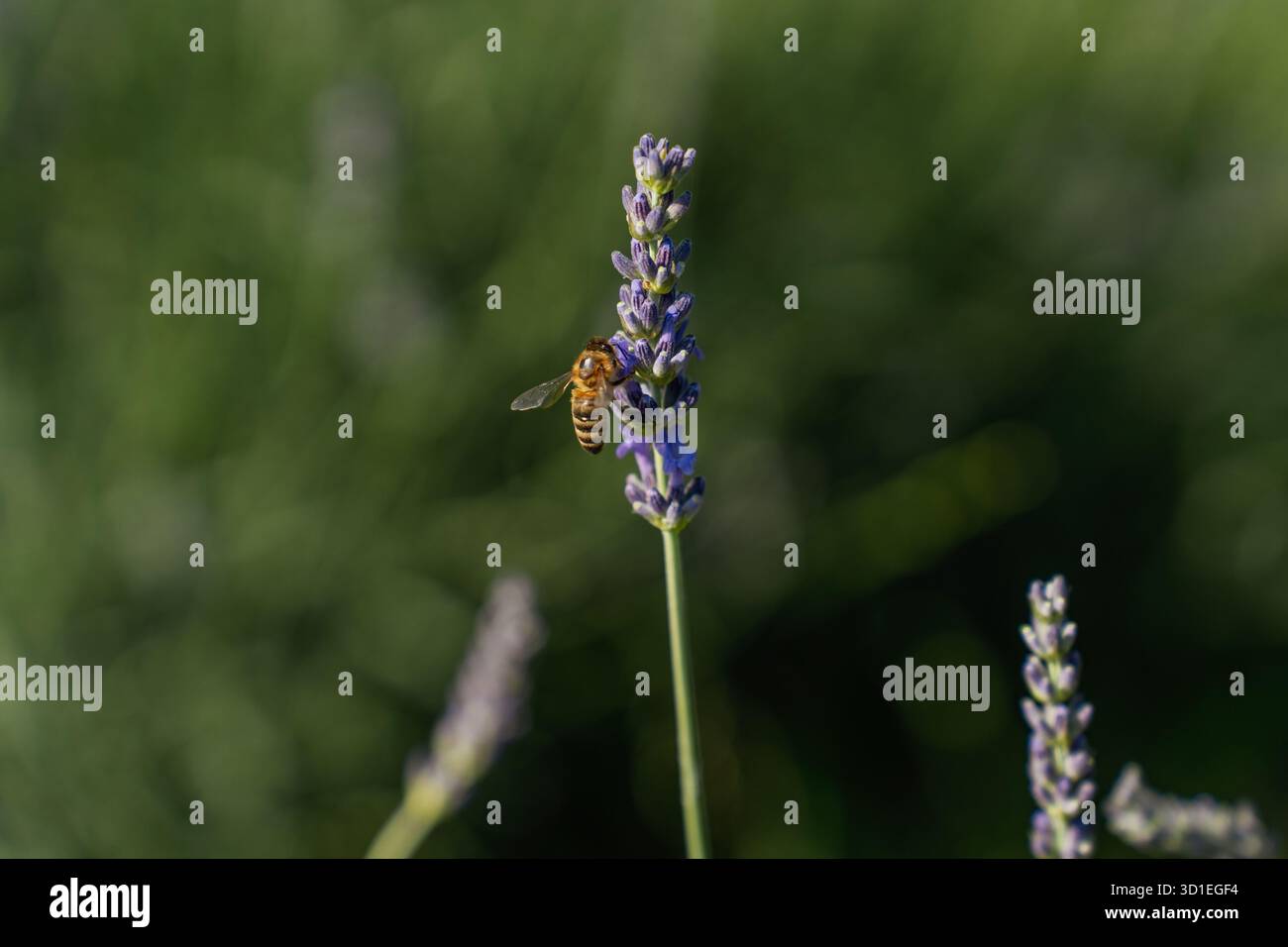 Eine Biene auf einer Lavendelblume auf einem Feld Stockfoto
