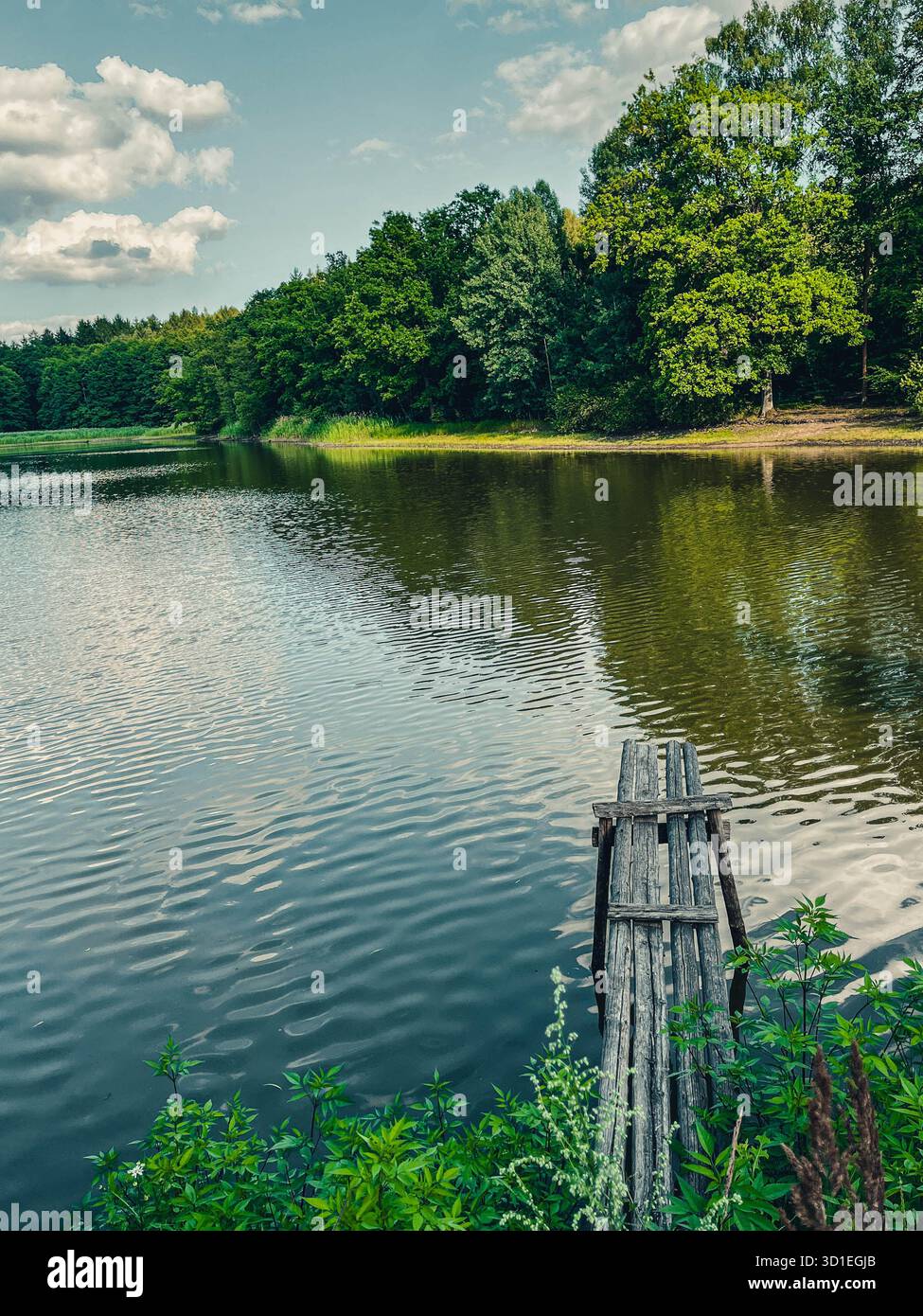 Ruhiger Waldfluss mit einer alten Holzbrücke, umgeben von üppigen Bäumen und ruhigem fließendem Wasser, fotografiert mit einem Smartphone. - Smartphone-aufgenommenes Stockfoto