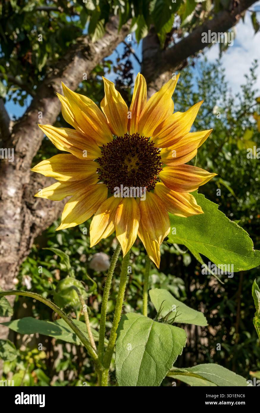 Nahaufnahme von gelben Sonnenblumen Sonnenblumen Blumen wachsen im Gartenrand Blumenbeet im Sommer England Großbritannien Großbritannien Großbritannien Großbritannien Großbritannien Großbritannien Großbritannien Großbritannien Großbritannien Großbritannien Großbritannien Großbritannien Großbritannien Großbritannien Großbritannien Großbritannien Großbritannien Stockfoto