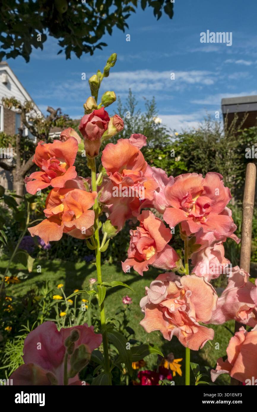 Nahaufnahme von Aprikosen-Schnappdrachen Blumen blühende Blüte wächst im Containertopf im Sommer England Großbritannien Großbritannien Großbritannien Großbritannien Großbritannien Großbritannien Großbritannien Großbritannien Großbritannien Großbritannien Großbritannien Großbritannien Großbritannien Großbritannien Großbritannien Großbritannien Großbritannien Großbritannien Großbritannien Großbritannien Stockfoto