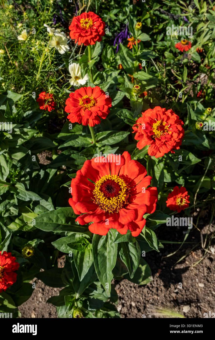 Nahaufnahme von Orangen-Zinnien-Blüten blühende Blüten wächst in Gartengrenze im Sommer England Großbritannien Großbritannien Großbritannien Großbritannien Großbritannien Großbritannien Großbritannien Großbritannien Großbritannien Großbritannien Großbritannien Großbritannien Großbritannien Großbritannien Großbritannien Großbritannien Großbritannien Großbritannien Großbritannien Großbritannien Großbritannien Großbritannien Großbritannien Großbritannien Stockfoto