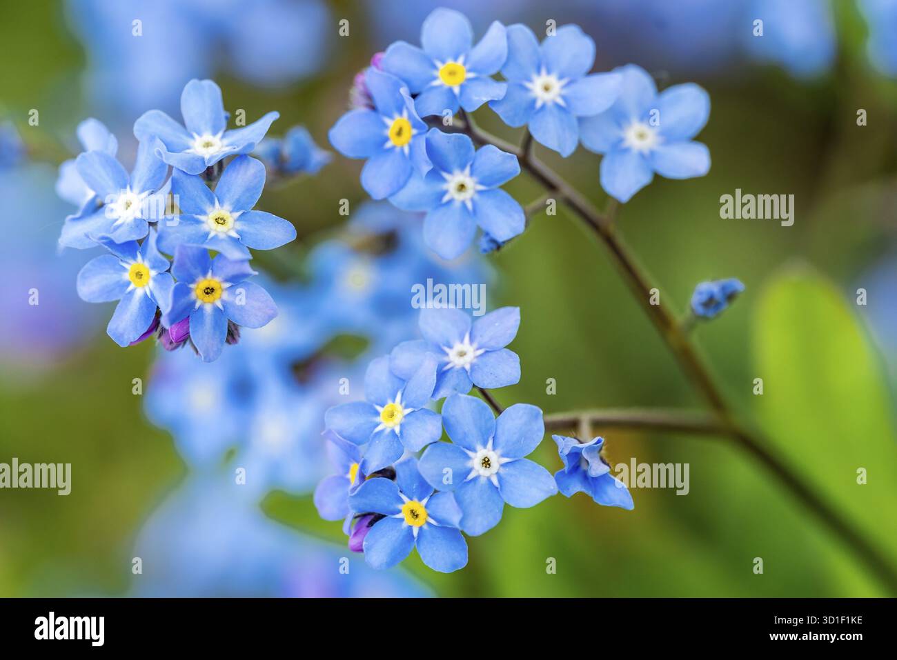 Myosotis alpestris oder Alpine Vergiss mich nicht Blumen Blumen Stockfoto