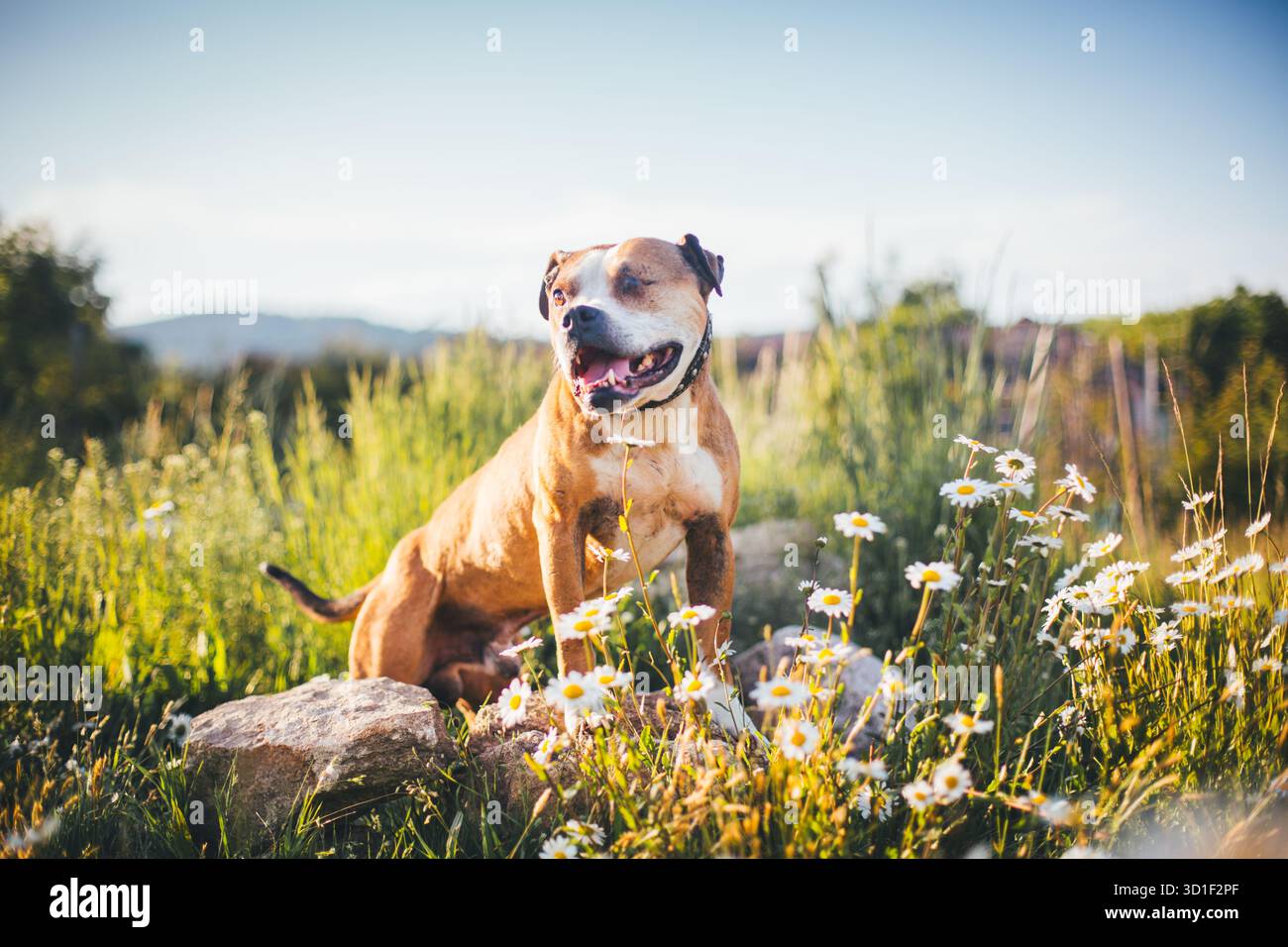 Amerikanischer Pit-Bullterrier Stockfoto