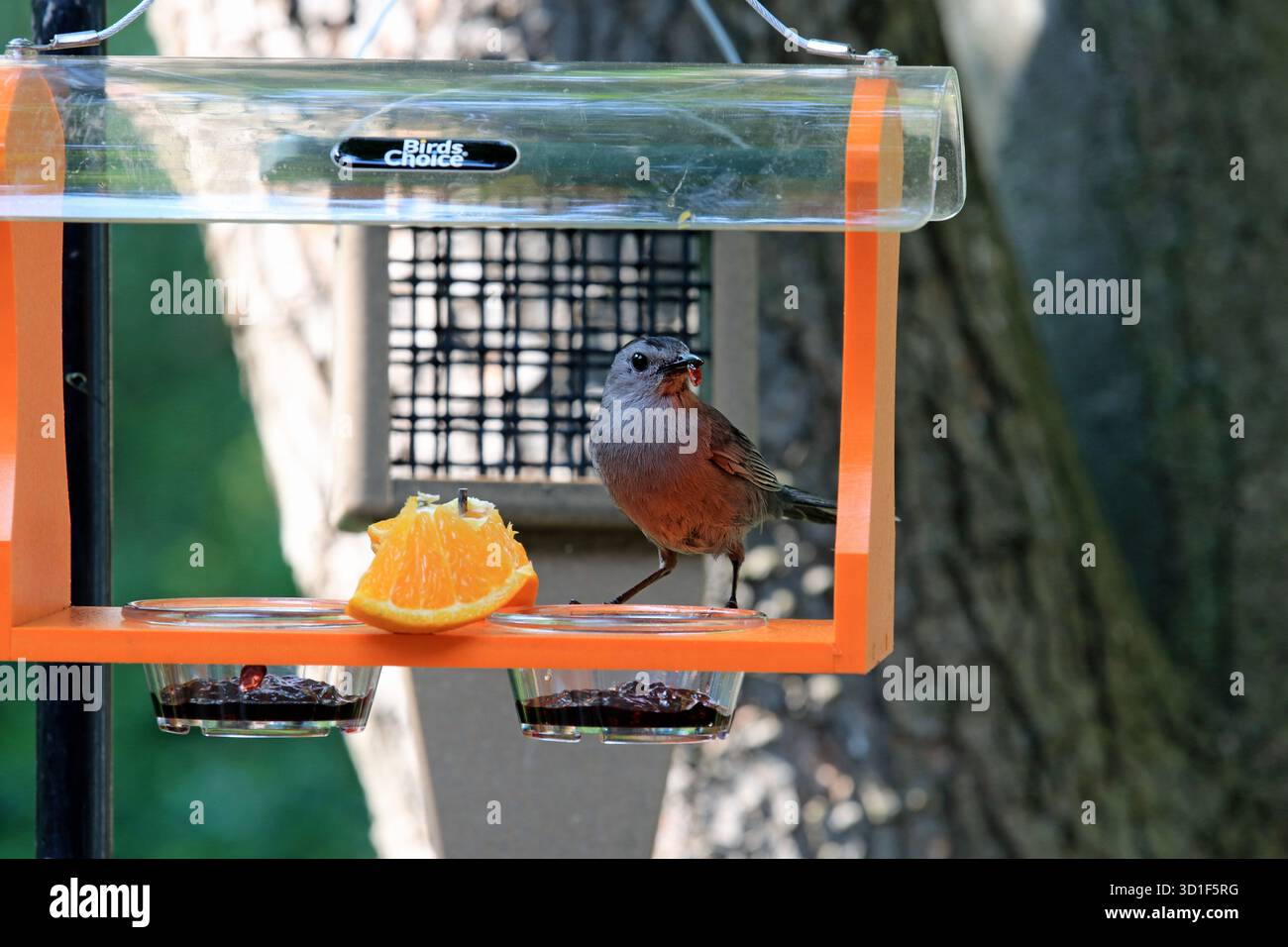 Ein grauer Katzenvogel (Dumetella carolinensis) isst Traubengelee in einem oriole-Futterhaus im Frühjahr in Neuengland Stockfoto