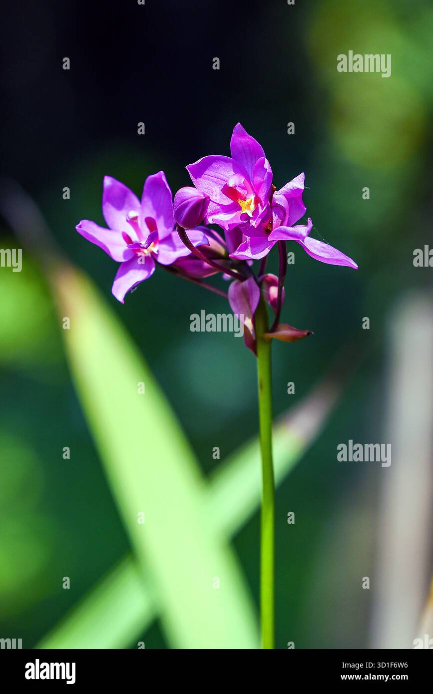 Lebendige lila Orchideenblüte auf hohem Stiel im hellen Garten mit weichem Hintergrund Bokeh Stockfoto