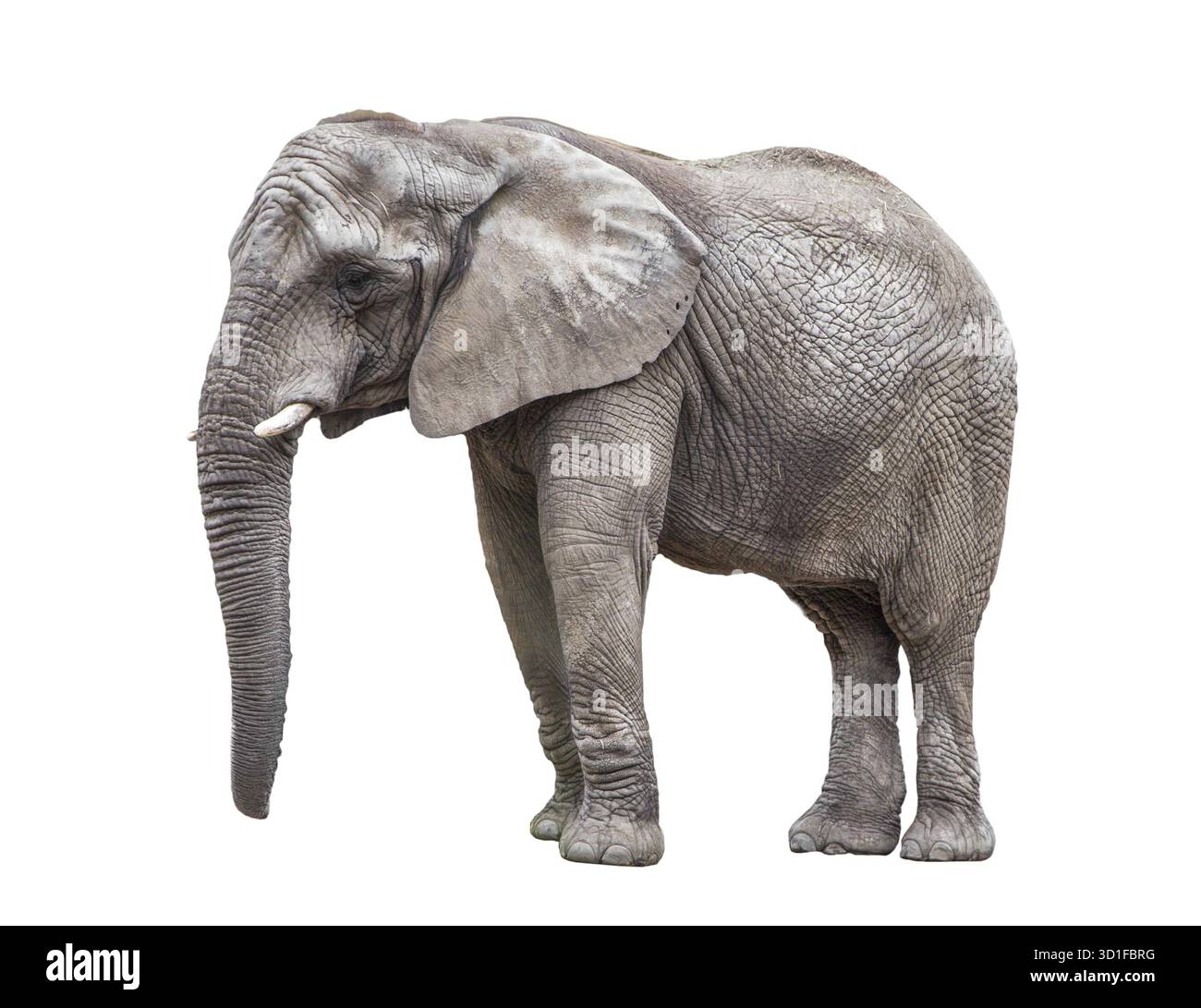 Elefant, isoliert auf weiss Stockfoto