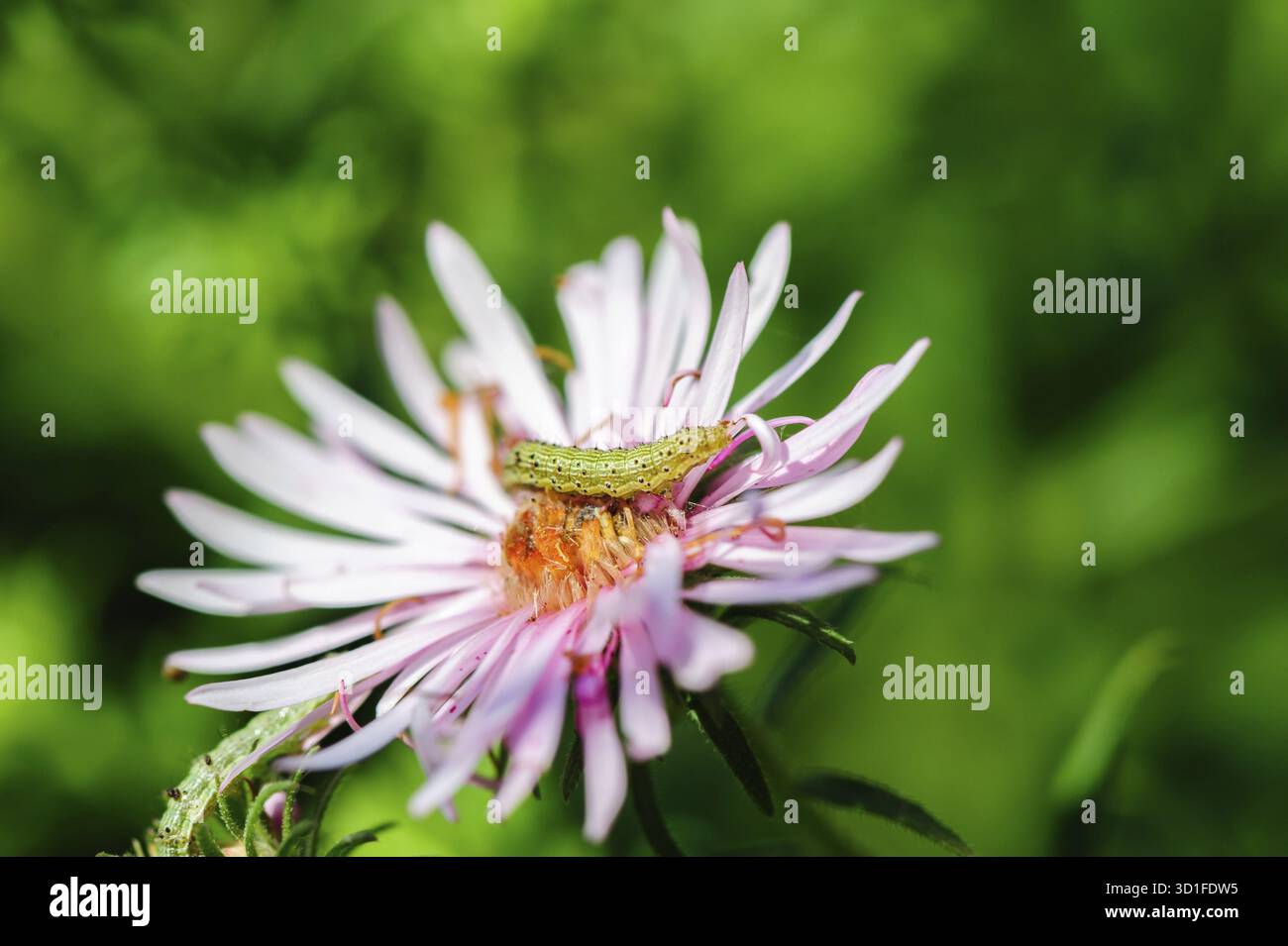 Pinkflower und kleine grüne hässliche raupe, seelktive Focus Stockfoto