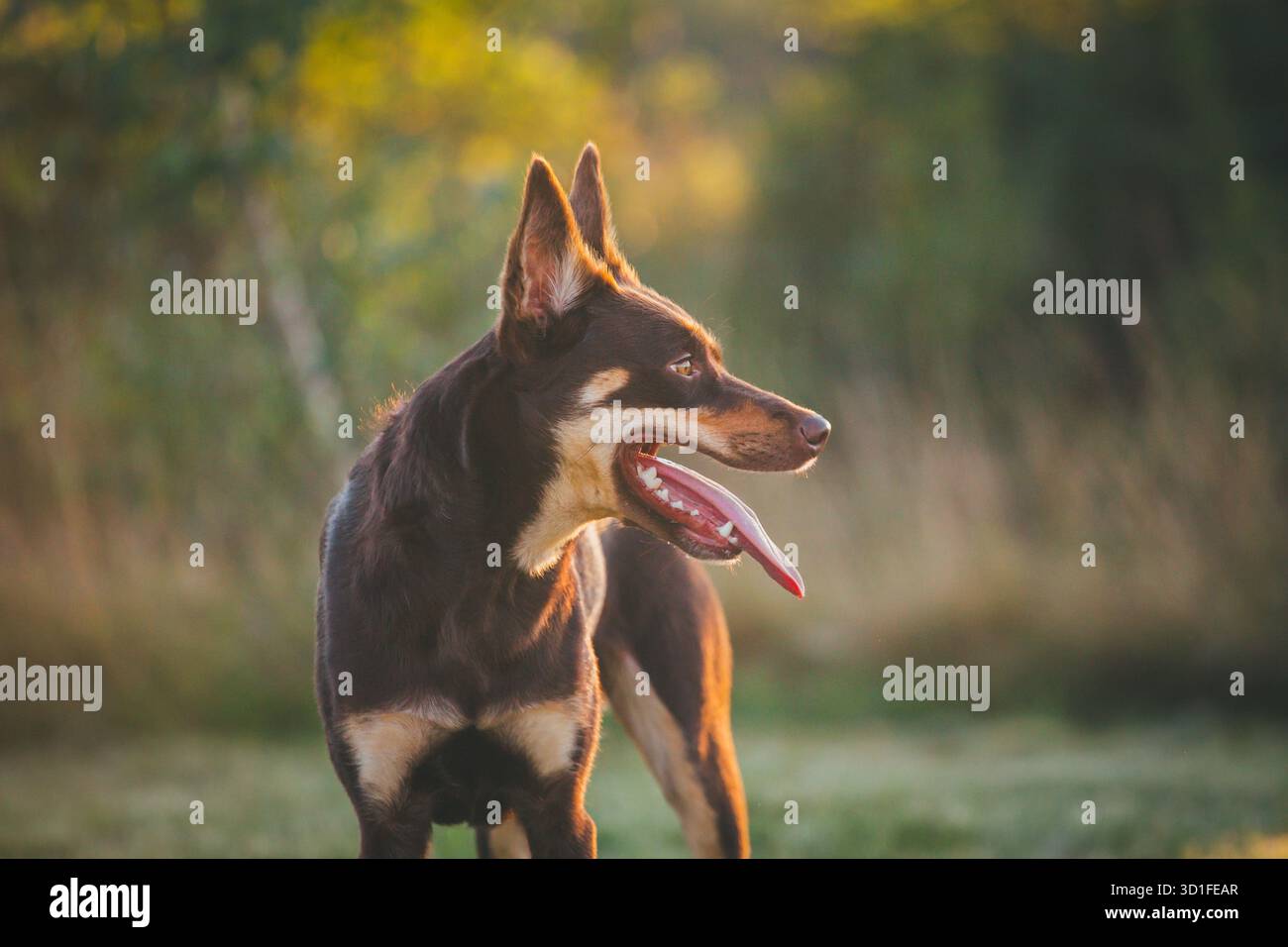 Australian Kelpie Hund Stockfoto