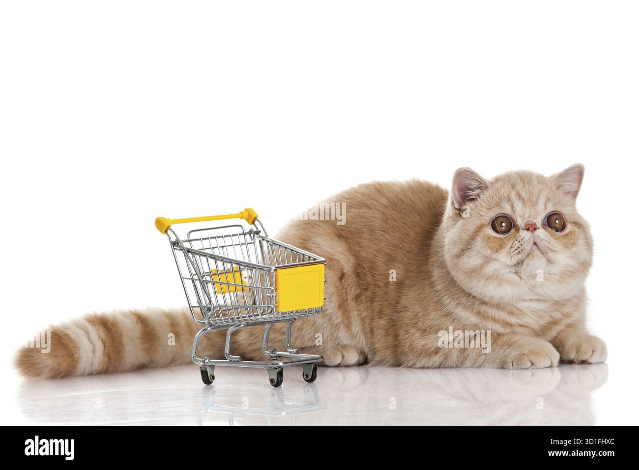 Exotische Kurzhaarkatze. Katze mit Einkaufswagen isoliert auf weiß Stockfoto