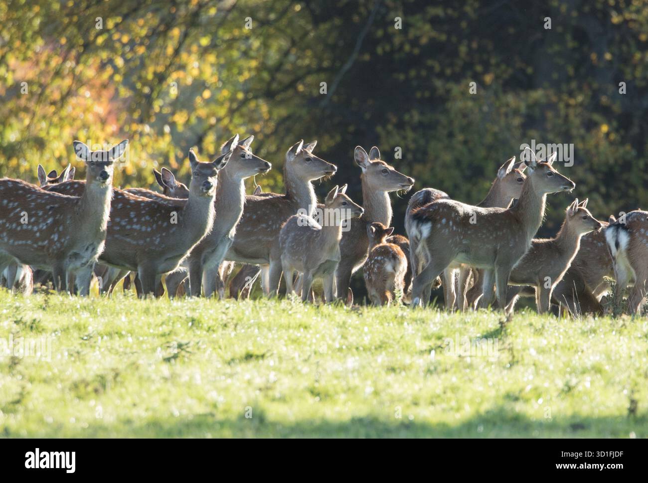 Herde von Damhirschen, Studley Royal Deer Park, North Yorkshire Stockfoto