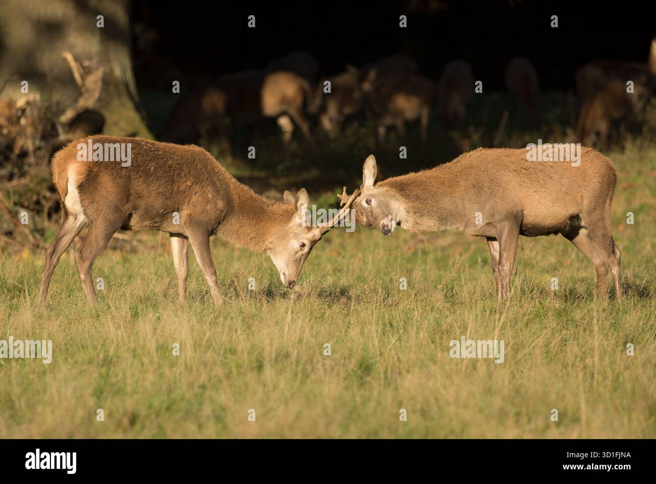 Junge Hirsche spielen Kämpfe, Studley Royal Deer Park, North Yorkshire Stockfoto