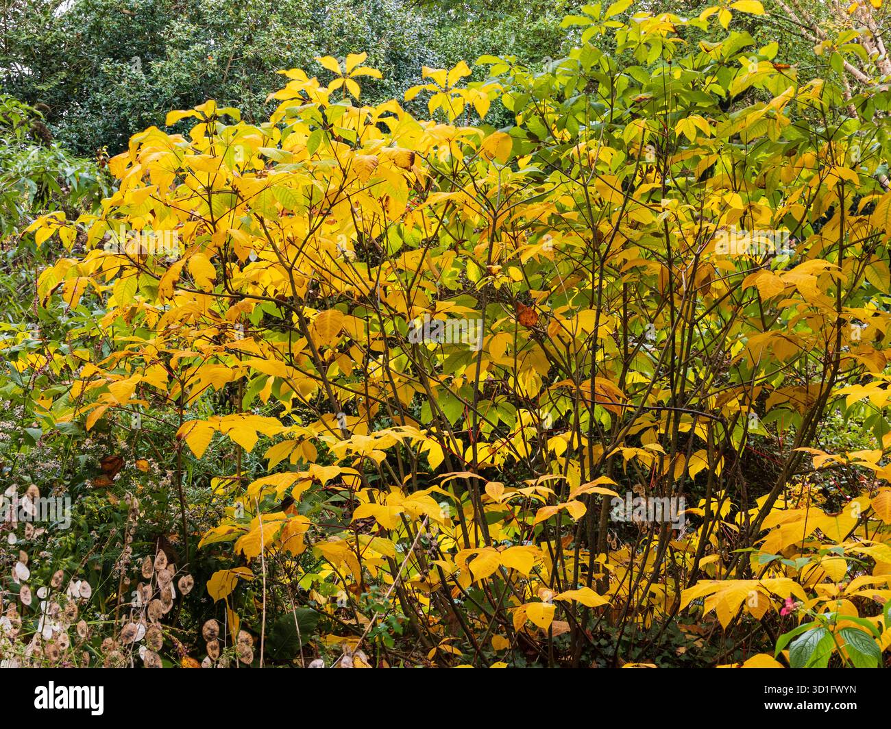 Gelbes Herbstlaub der harten, strauchigen Zierkastanie Aesculus parviflora Stockfoto