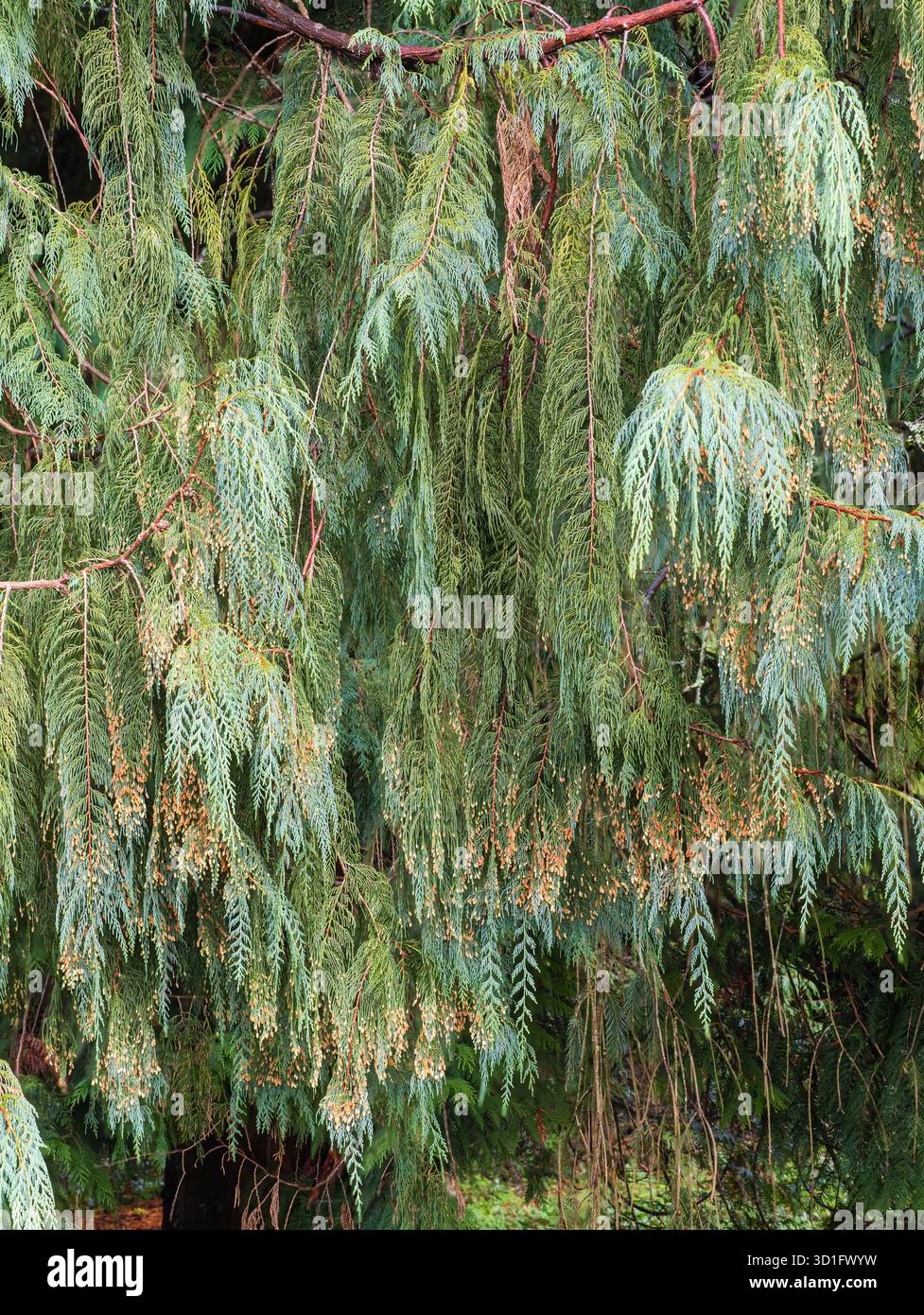 Hängende Äste mit blaugrünem Laub und herbstliche männliche Pollenzapfen des halbharten Cupressus cashmeniana-Konifers Stockfoto