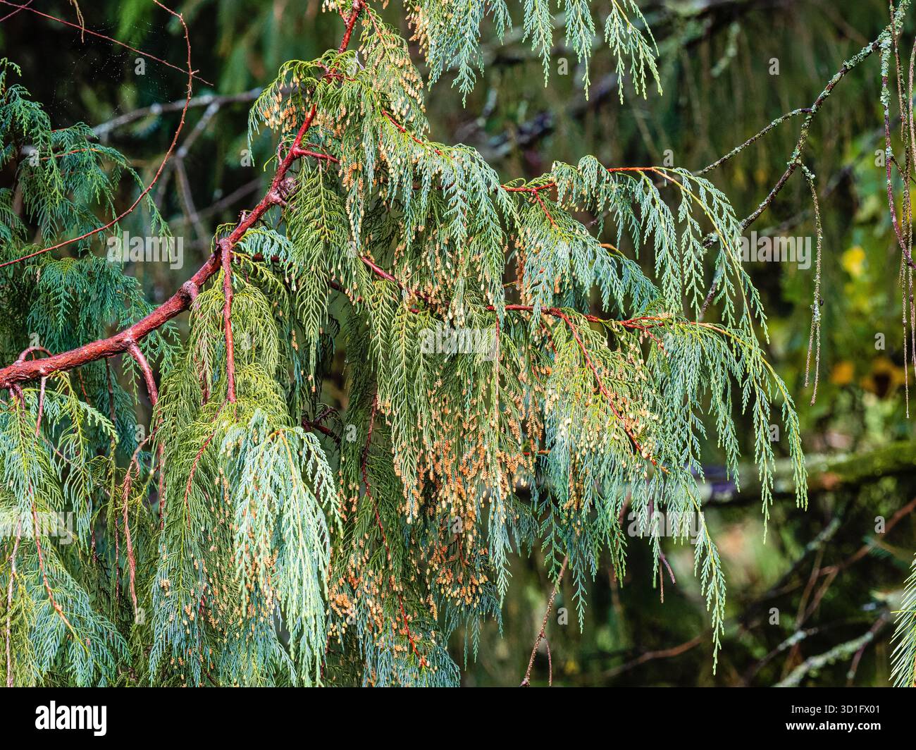 Hängende Äste mit blaugrünem Laub und herbstliche männliche Pollenzapfen des halbharten Cupressus cashmeniana-Konifers Stockfoto