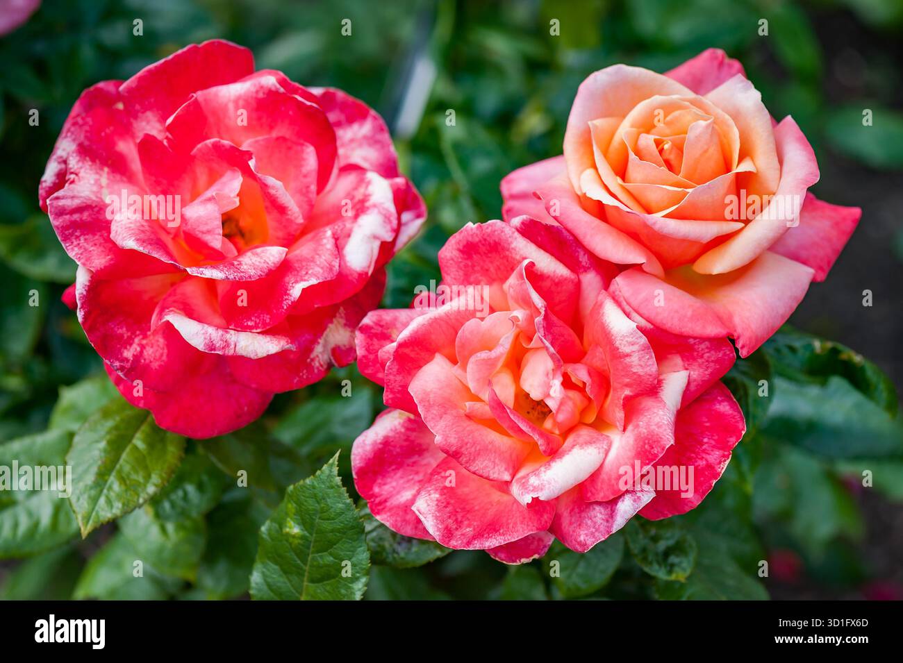 Bunte Blume im Rosengarten. Draufsicht. Weichzeichner. Stockfoto