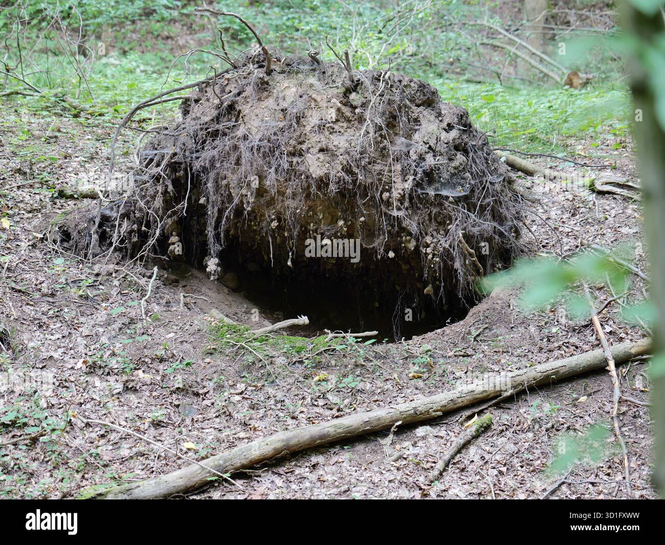 Die Baumwurzeln sind mit Boden und kleinen Ästen verfilzt und bilden eine beeindruckende Struktur Stockfoto