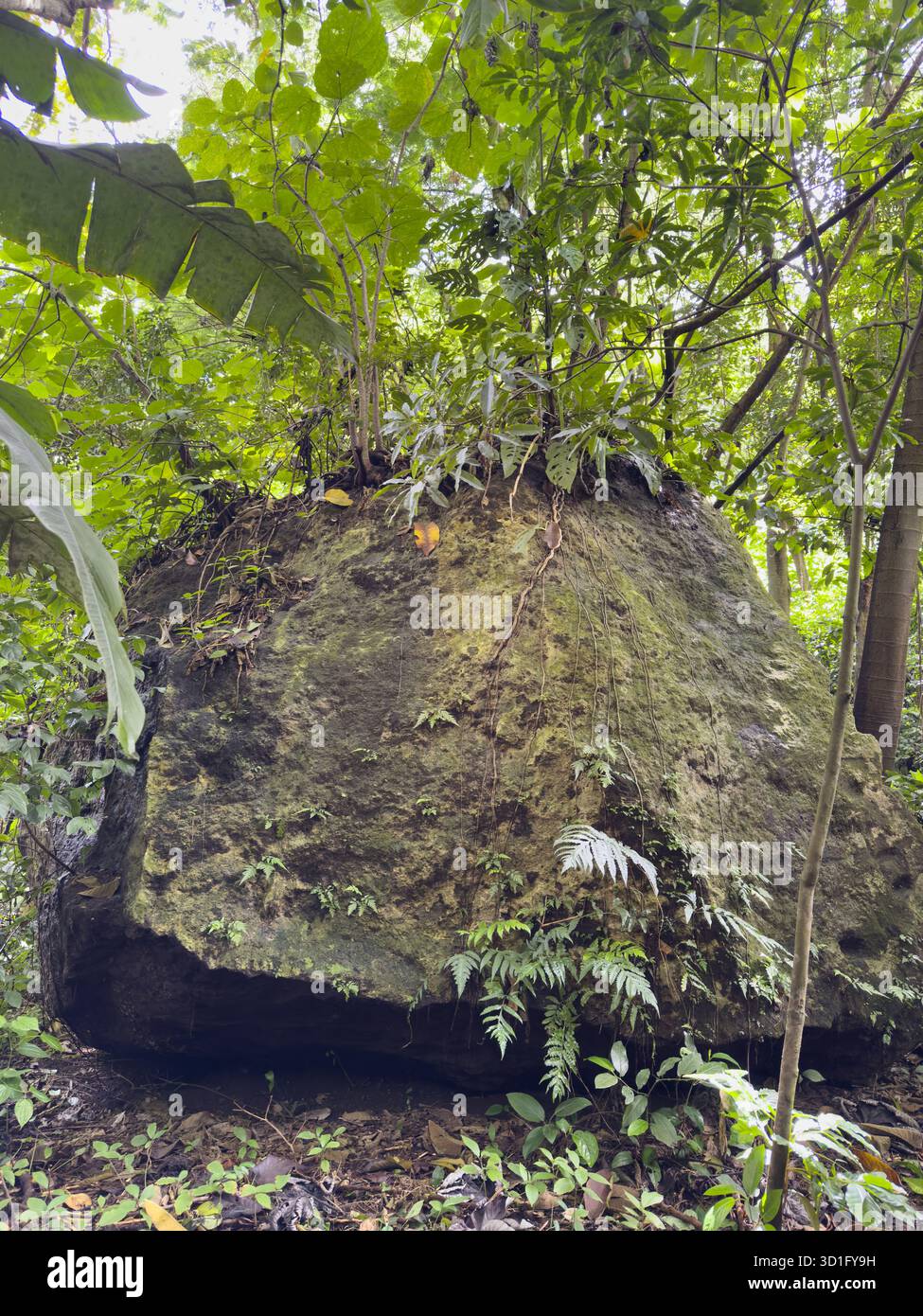 Großer, mit Moos bedeckter und von grünem Laub umgebener Felsen steht tagsüber in dichten Wäldern und zeigt die Schönheit der Natur. Stockfoto