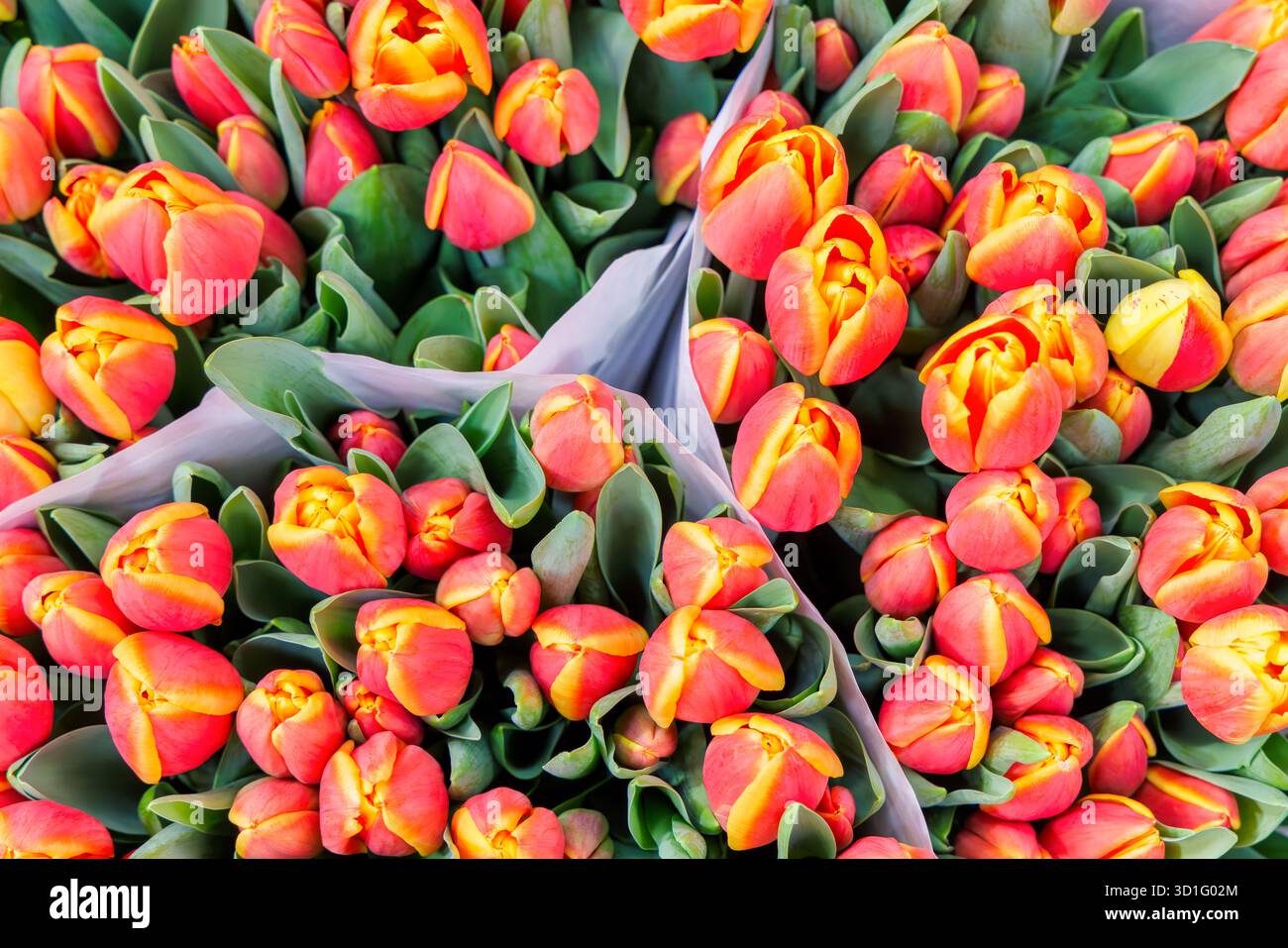 Blick von oben auf eine Auswahl an roten und gelben Tulpen in einem Blumenladen Stockfoto