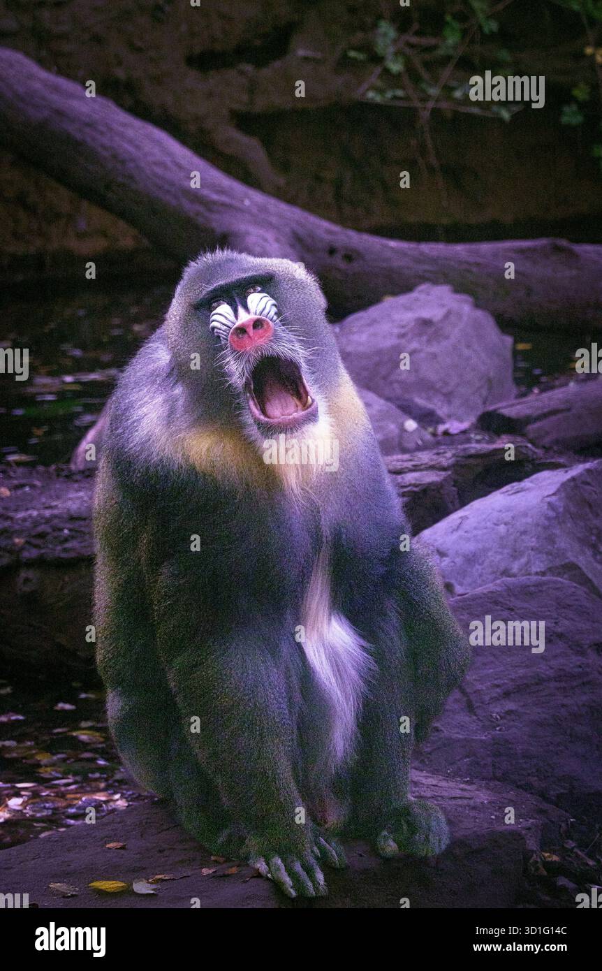 Nigel der Mandrel in seinem Gehege im Brnx Zoo in New York City. Stockfoto