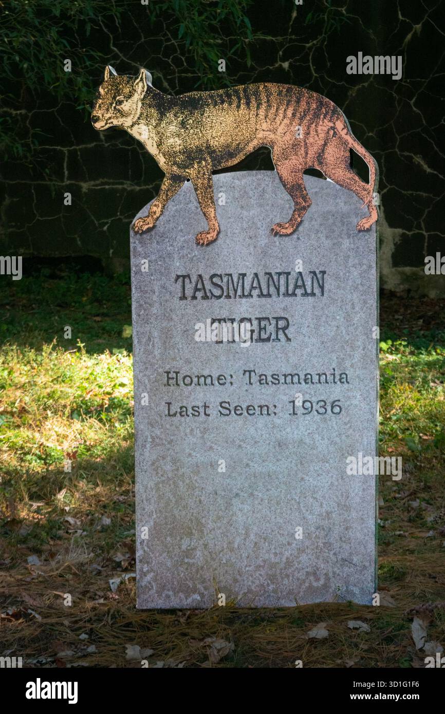 Grabstein und Darstellung eines ausgestorbenen tasmanischen Tigers auf dem Friedhof für ausgestorbene Arten des Bronx Zoos. In New York City. Stockfoto
