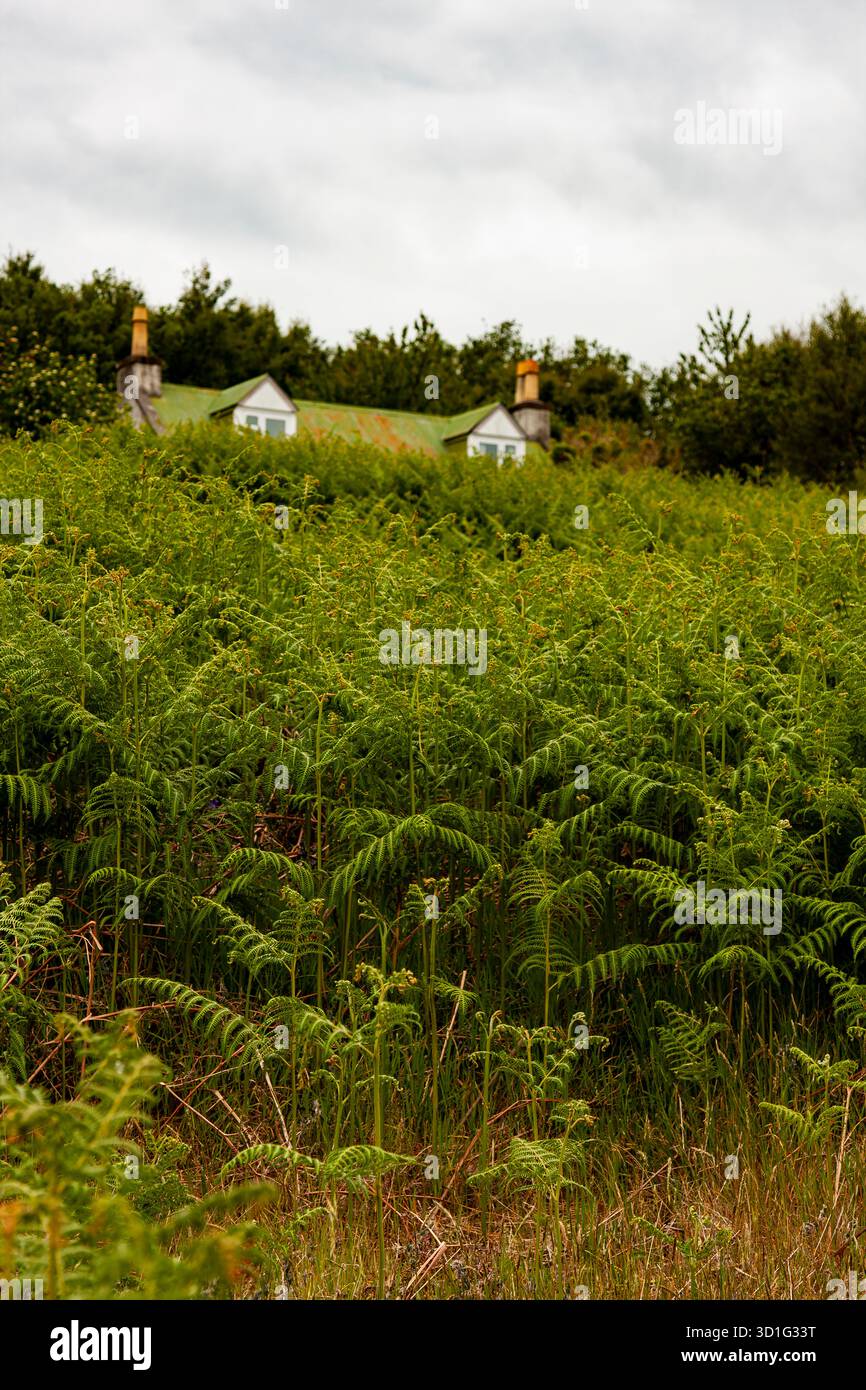 Schottland, Isle Martin, Annat Bay, verlassene Insel, Ferienhäuser, schottische Inseln, Urlaubsaufenthalte, Wildnis, Isolation, Isle Martin Trust, Stockfoto