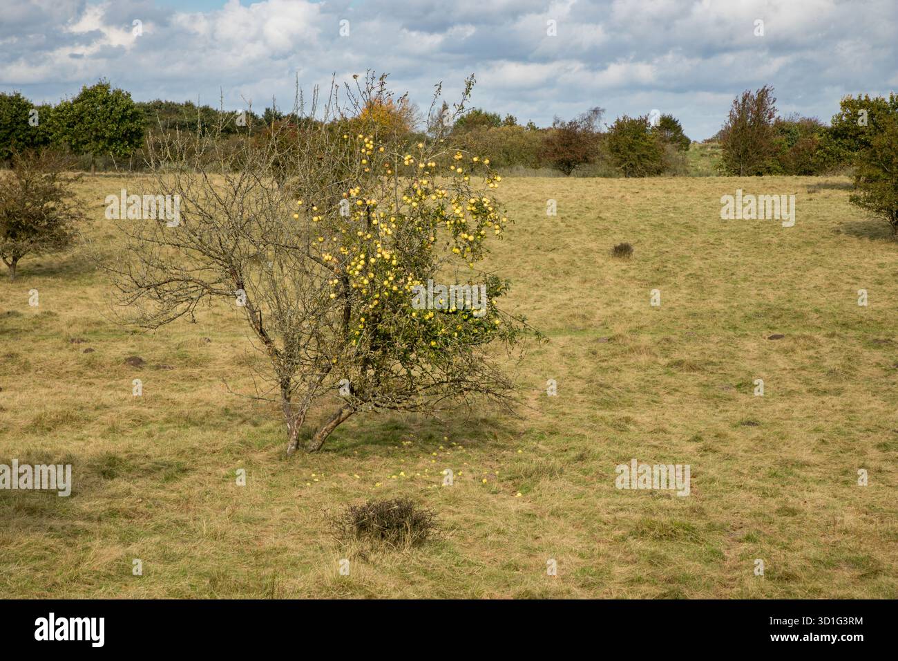 Apfelbaum voller Äpfel, aber ohne Blätter im Herbst auf flachem Grasfeld mit Himmel darüber Stockfoto