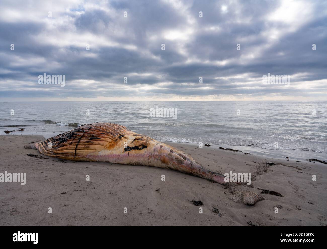 Toter Wal strandete am Sandstrand unter dramatischen Wolken Stockfoto