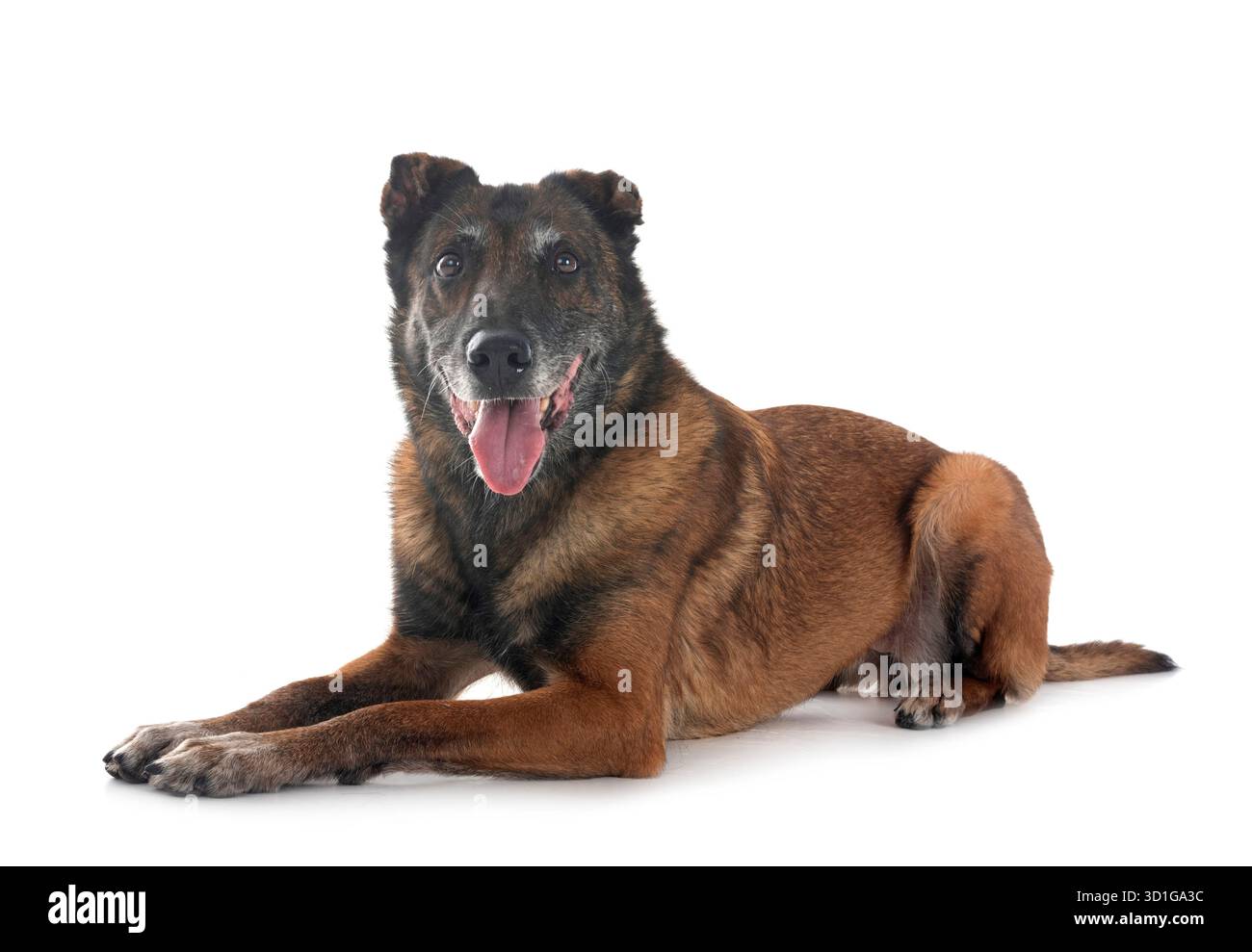 Belgischer Schäferhund vor weißem Hintergrund Stockfoto