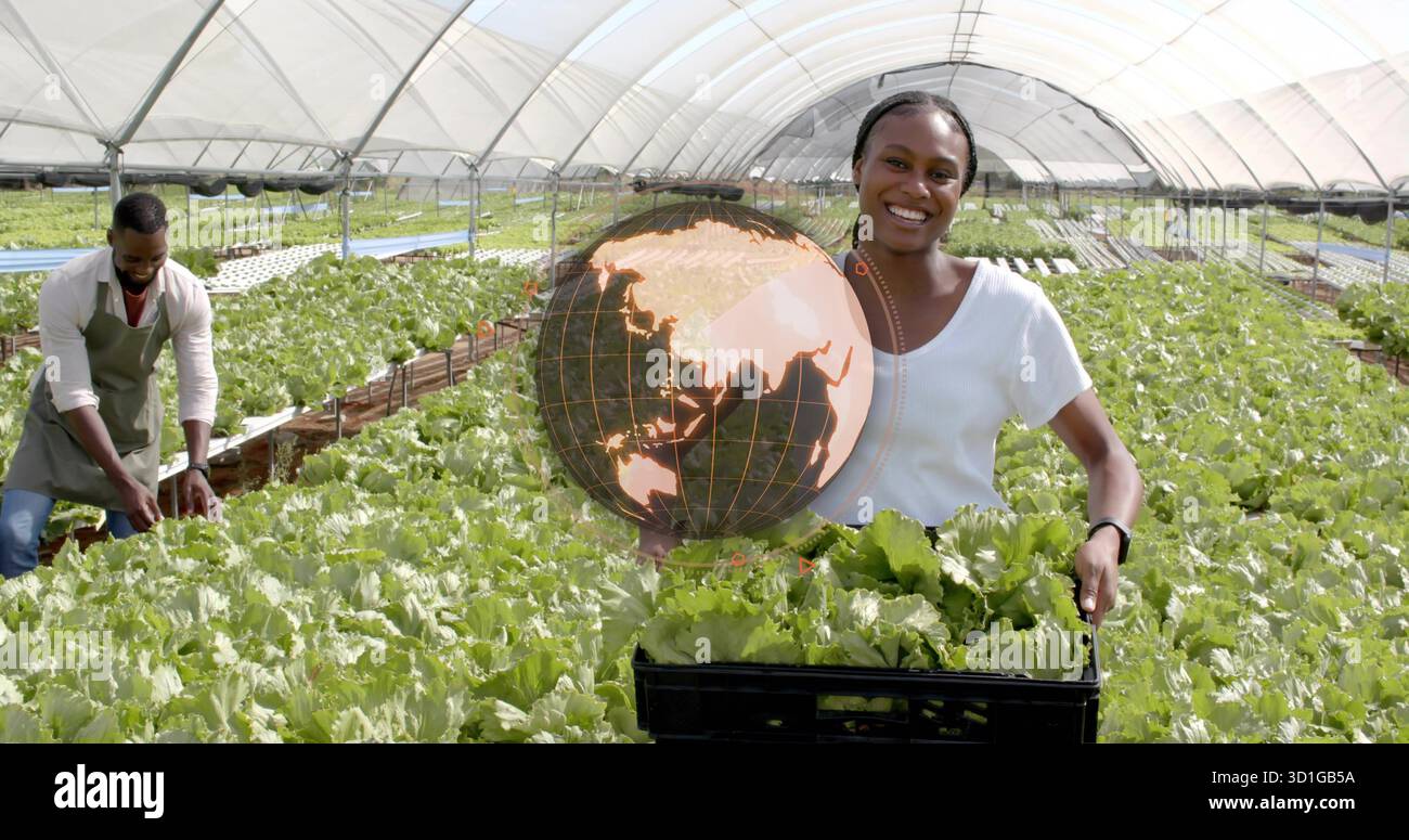 Arbeiter mit Hemd und Stirnband, der Salat in eine schwarze Kiste im Hydrokultur-Gewächshaus erntet Stockfoto