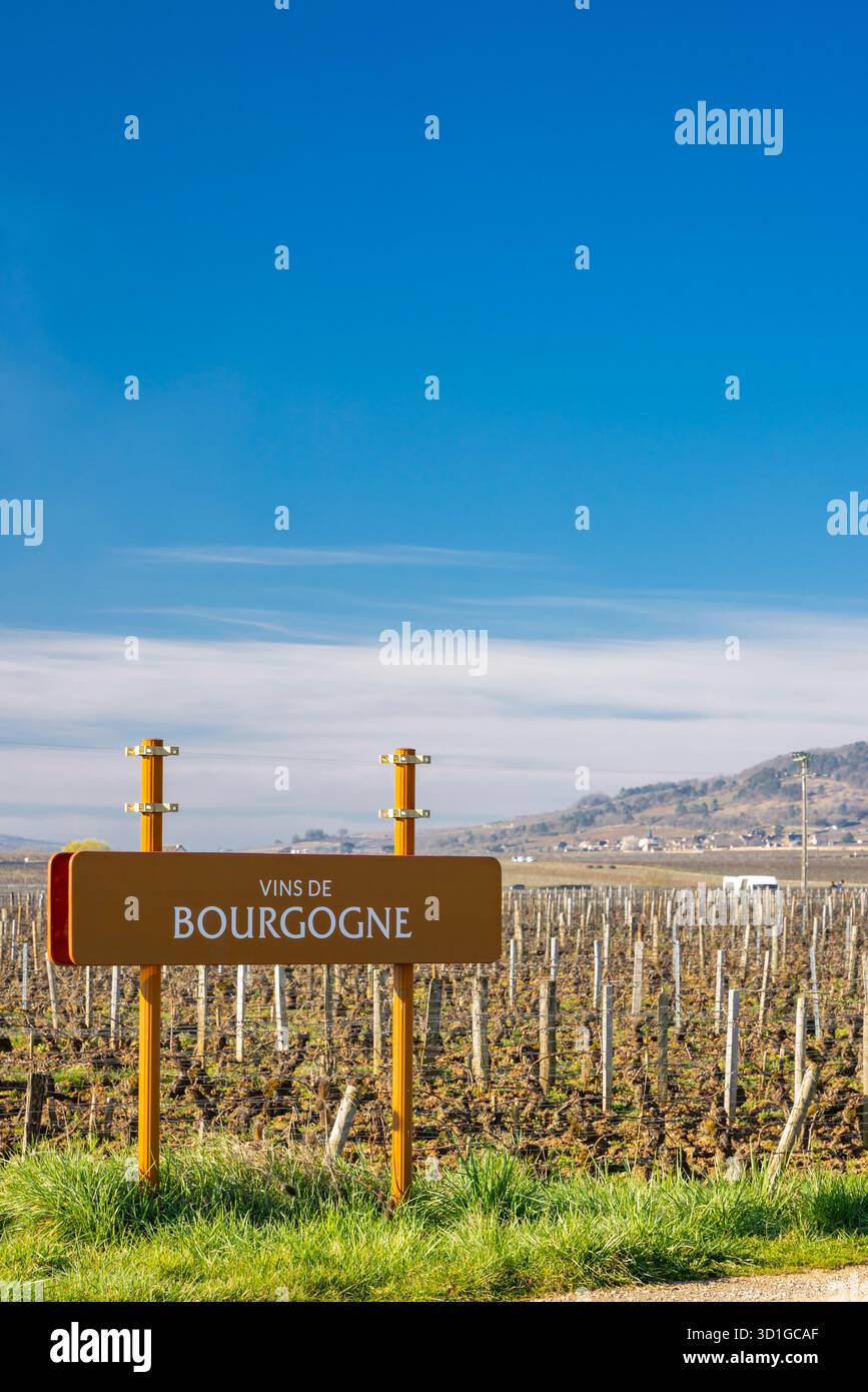 Das Schild Vins de Bourgogne steht in einem Weinberg in Meursault, Bourgogne Franche Comte, Frankreich Stockfoto