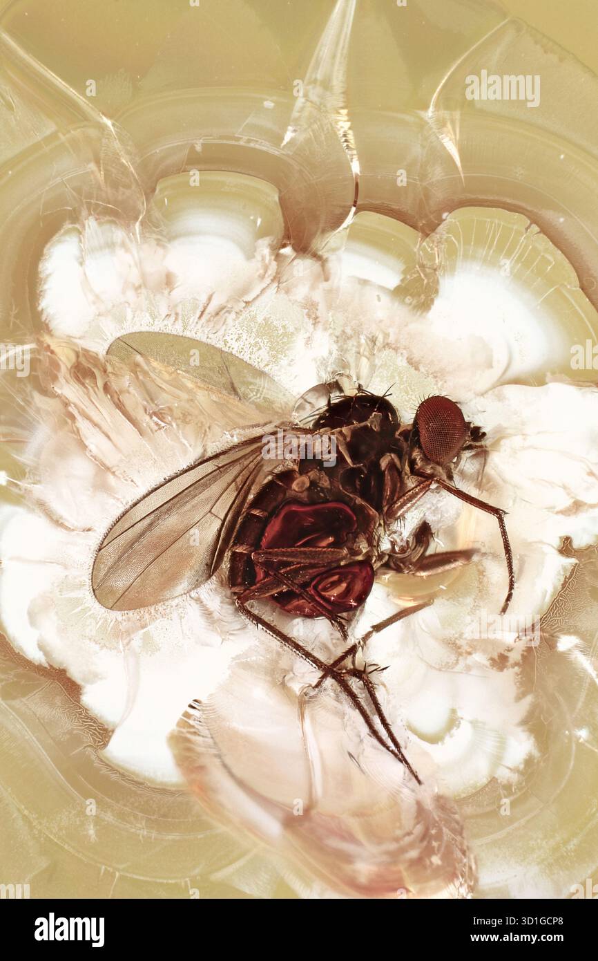 Langbeinige Fliege Dolichopodidae mit Bewegungsspuren in Eozänem Ostbernstein Stockfoto