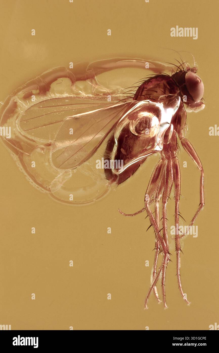 Langbeinige Fliege Dolichopodidae mit enhydriertem Wasser in Luftblase Ostseestein Stockfoto