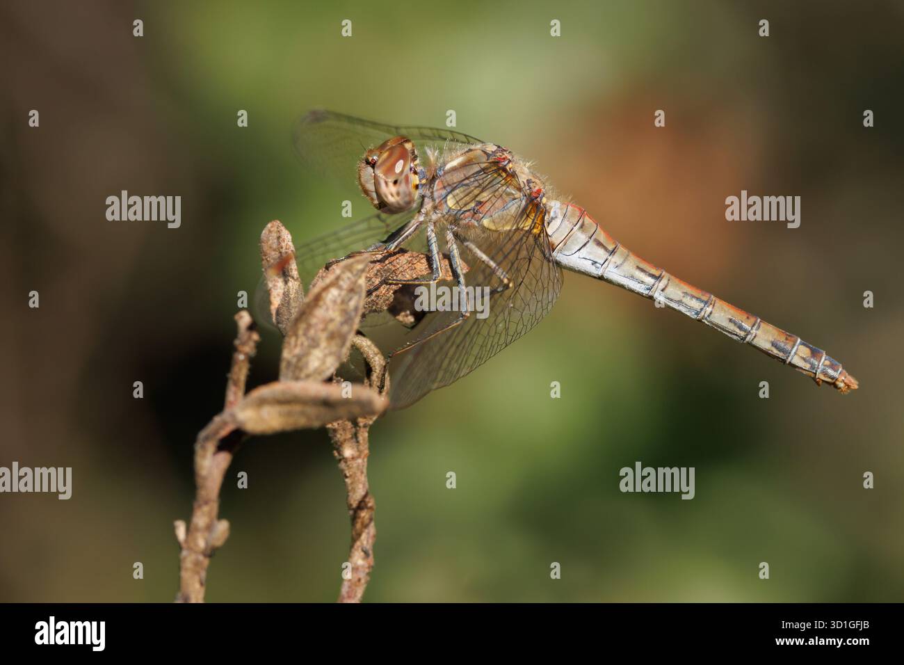 Weibliche Rotpfeil-Libelle (Sympetrum striolatum) auf Cistus albidus, Alcoy, Spanien Stockfoto