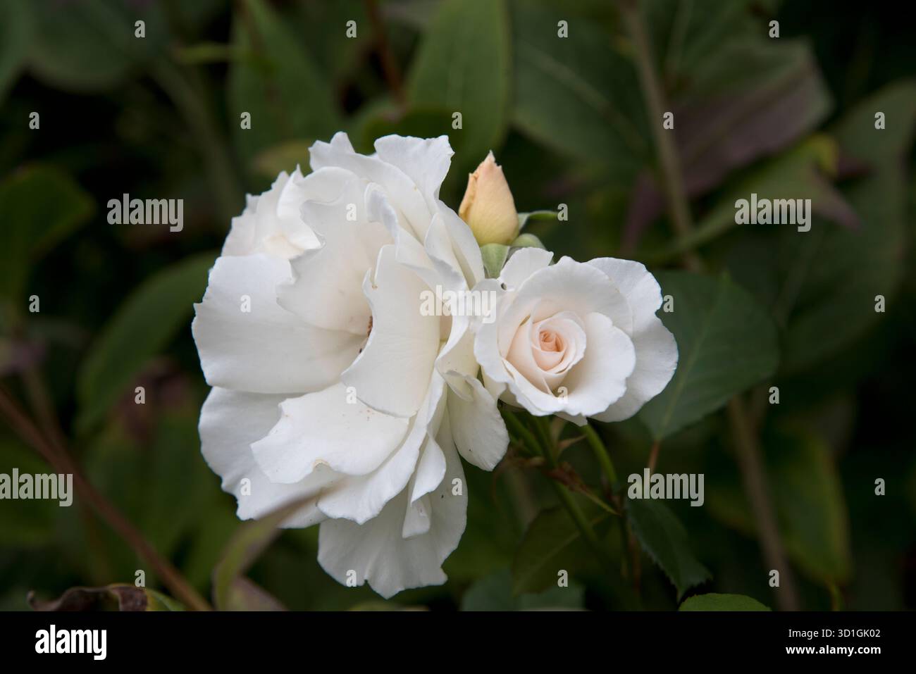 Rose Blume, Rosa Margaret Merril. Stockfoto