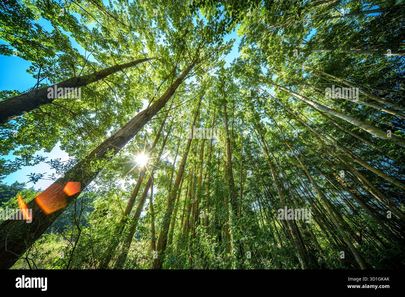Goldenes Licht durchströmt hohe Bäume des Auwaldes in der Nähe von Covarrubias und schafft eine ruhige Atmosphäre entlang des Flusses Arlanza in Spanien. Stockfoto