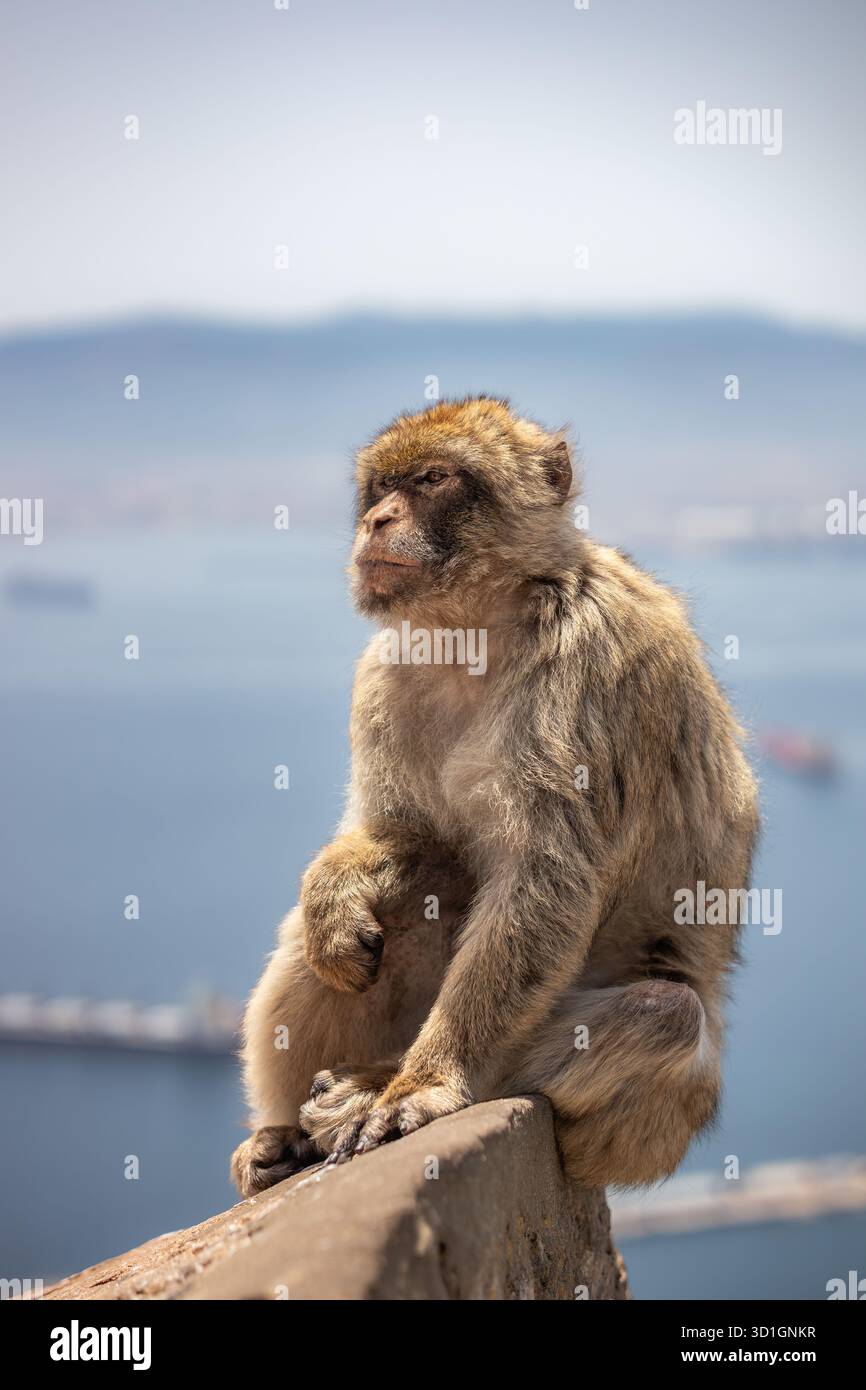 Berbermakaken (Macaca Sylvanus) sitzen ruhig auf einem Felsen mit verschwommenem Blick auf das Meer im Hintergrund. Porträt des Pelzaffen in Gibraltar. Stockfoto