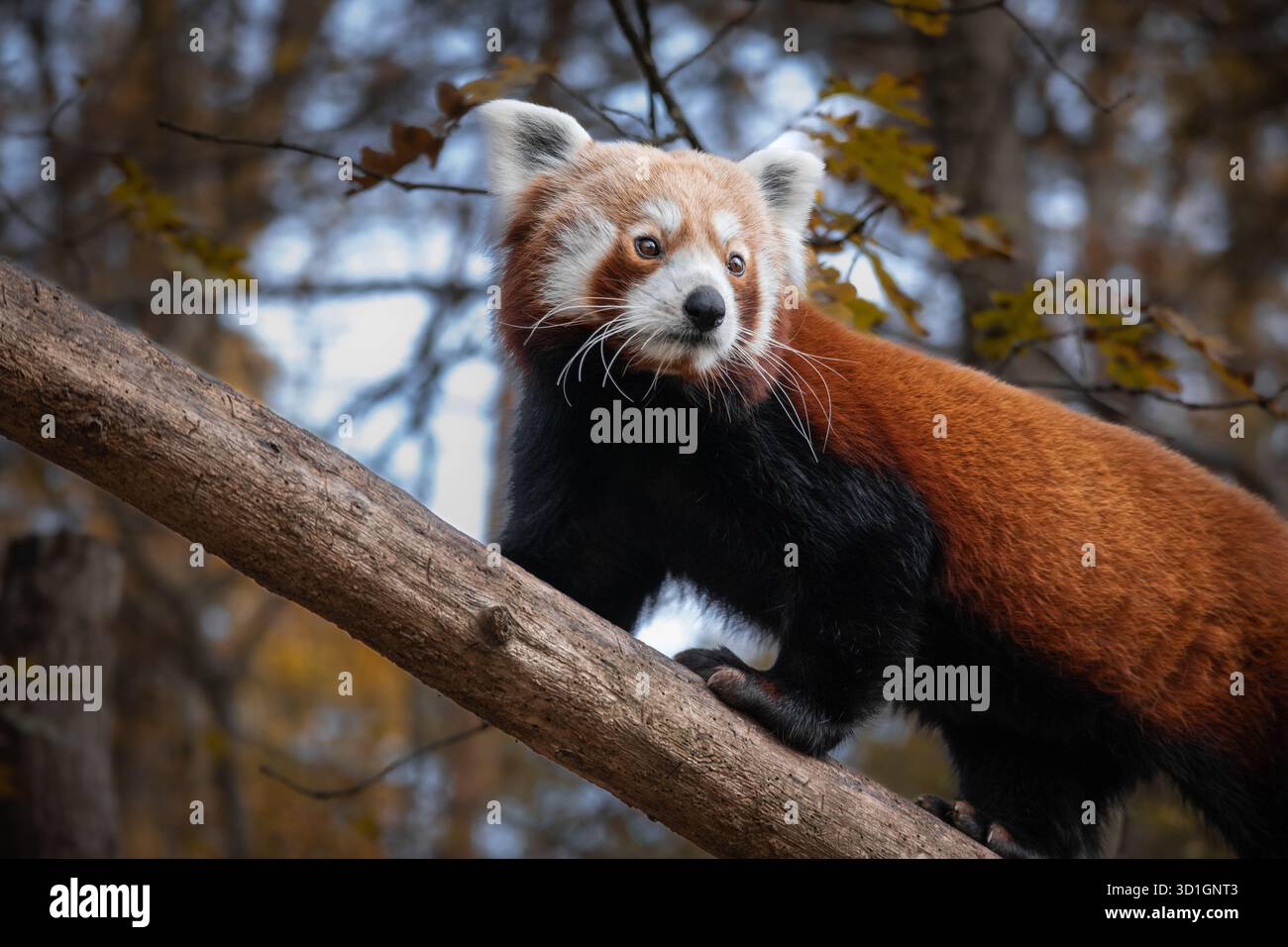Porträt des Roten Pandas (Ailurus fulgens) auf einem Holzzweig, umgeben von Wald. Stockfoto