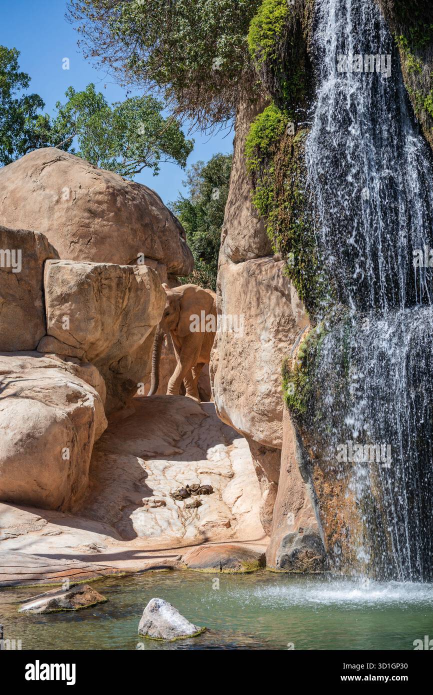 Valencia, Spanien - 18. April 2024: Vertikale Aufnahme eines afrikanischen Elefanten (Loxodonta Africana) in der Nähe eines künstlichen Wasserfalls in Bioparc. Stockfoto