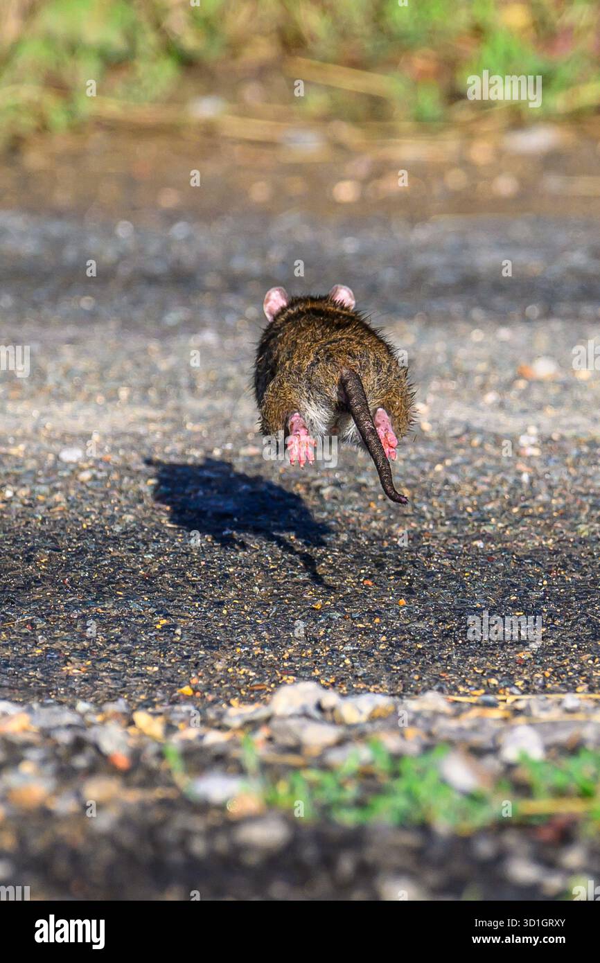 Ratte wegrennen (braune Ratte, Rattus norvegicus) Stockfoto