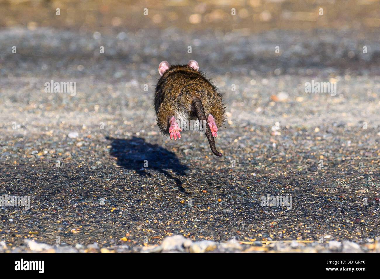 Ratte wegrennen (braune Ratte, Rattus norvegicus) Stockfoto