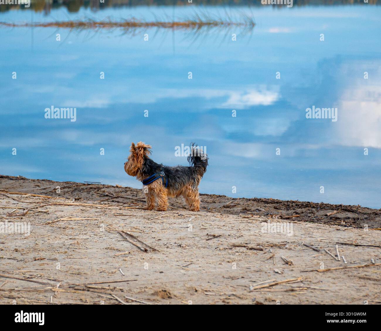 Wunderschöne Herbstlandschaft am See, kleiner Hund am Ufer des Sees, Morgen am See, Vaidava See, Lettland Stockfoto