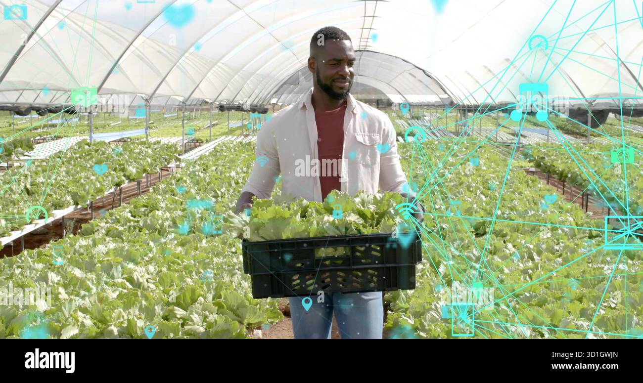 Schwarze Plastikkiste halten, männlicher Landarbeiter, der Salat im Gewächshaus erntet, Netzwerküberlagerung Stockfoto