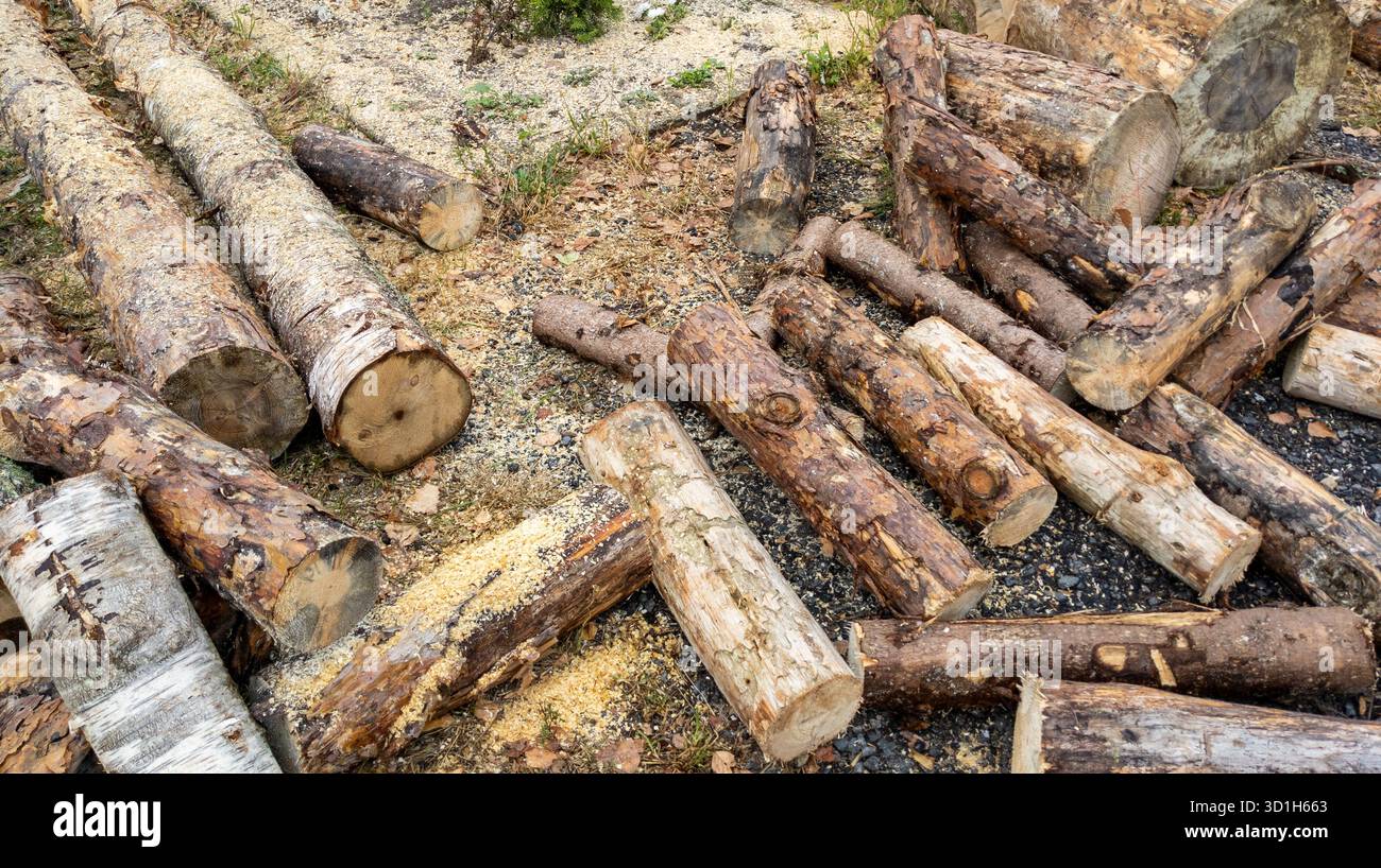 Gesägte Baumstämme und Sägemehl liegen auf dem Boden. Eine Nahaufnahme von gesägten Kiefernstämmen, die zum Stapeln bereit sind. Protokollierung. Baumstämme liegen auf dem Boden. Stockfoto