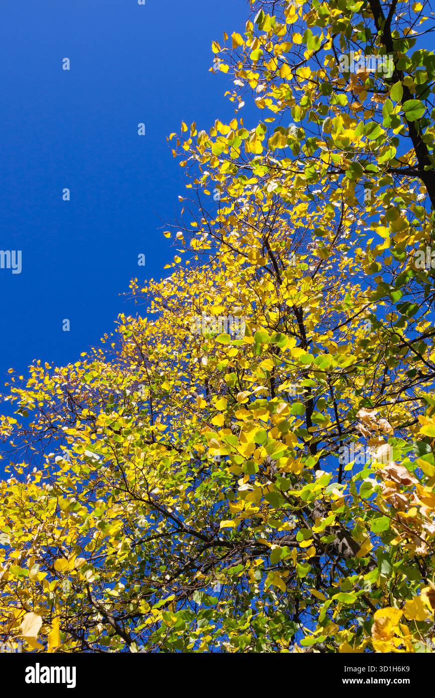 Leuchtend gelbe und grüne Herbstblätter bilden einen schönen Kontrast zum klaren blauen Himmel. Das Sonnenlicht hebt den jahreszeitlichen Übergang hervor und erweckt einen Sinn o Stockfoto