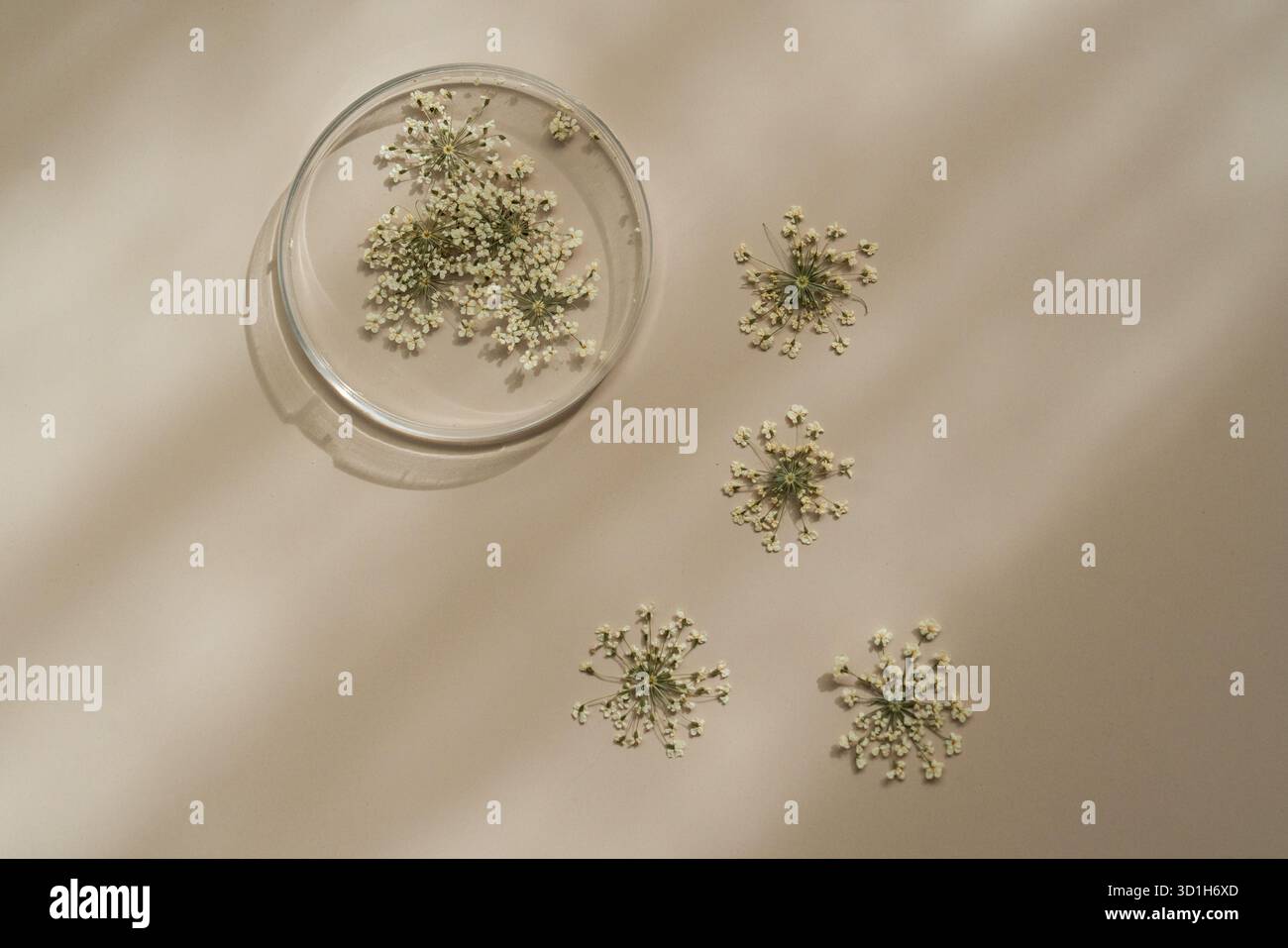 Zarte getrocknete Blüten in und um eine Glasschale auf beigefarbenem Hintergrund angeordnet. Sanftes Licht und neutrale Töne schaffen ein ruhiges, natürliches und organisches Ambiente Stockfoto