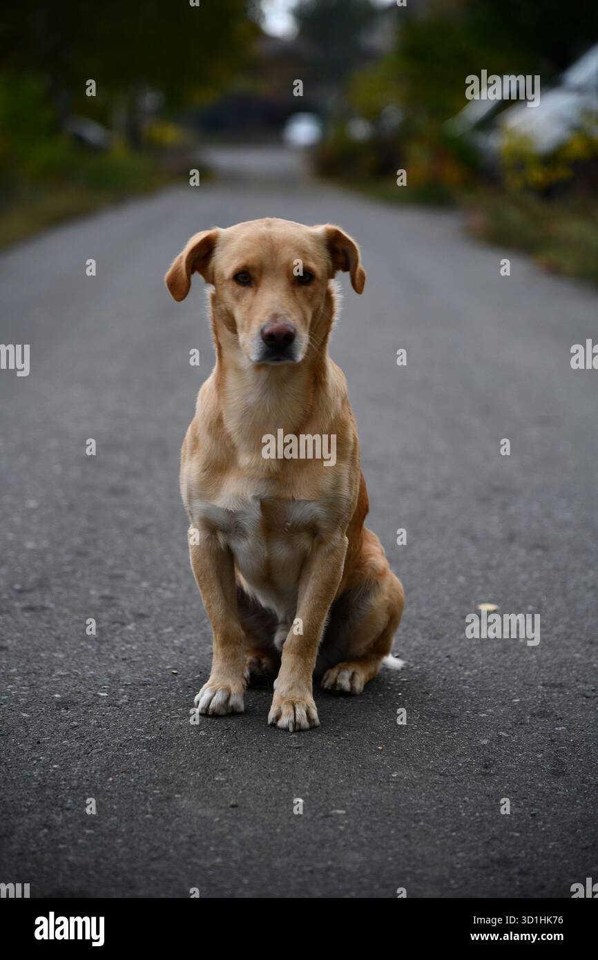 Eine niedliche braune Hund posiert vor der Kamera in einem der vielen bunten Gasse von Varanasi, Indien. Stockfoto